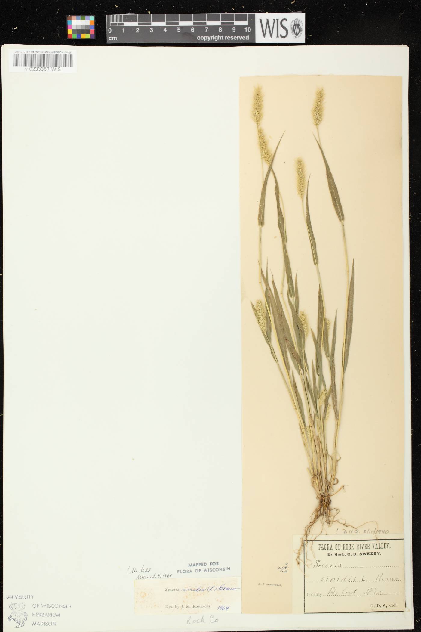 Setaria viridis var. viridis image