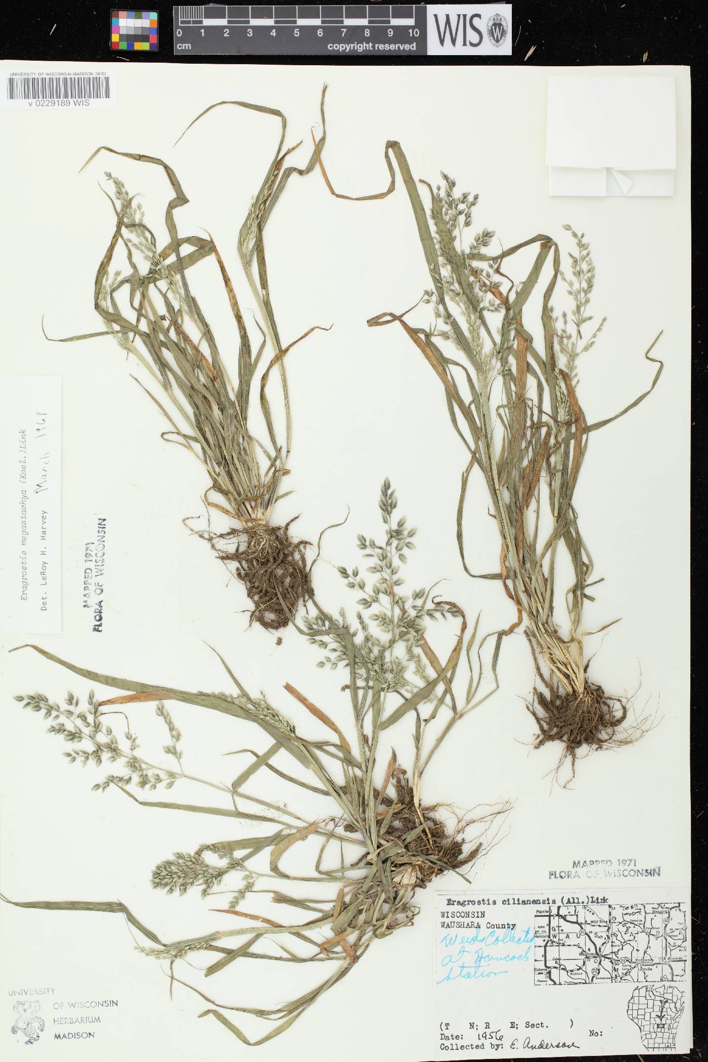 Eragrostis cilianensis image