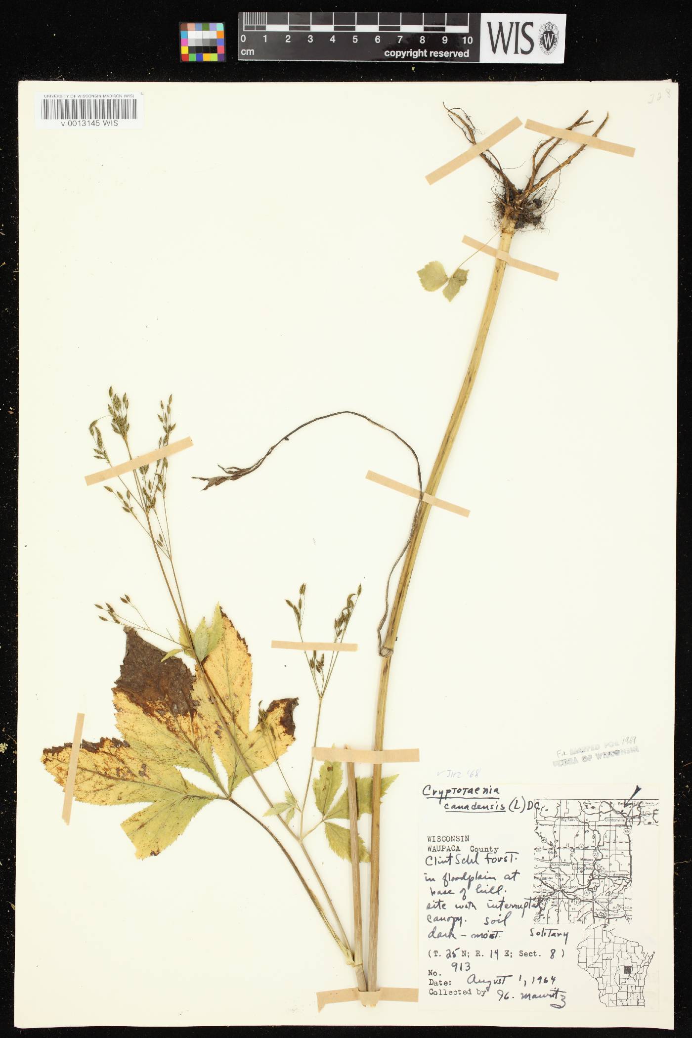 Cryptotaenia canadensis image
