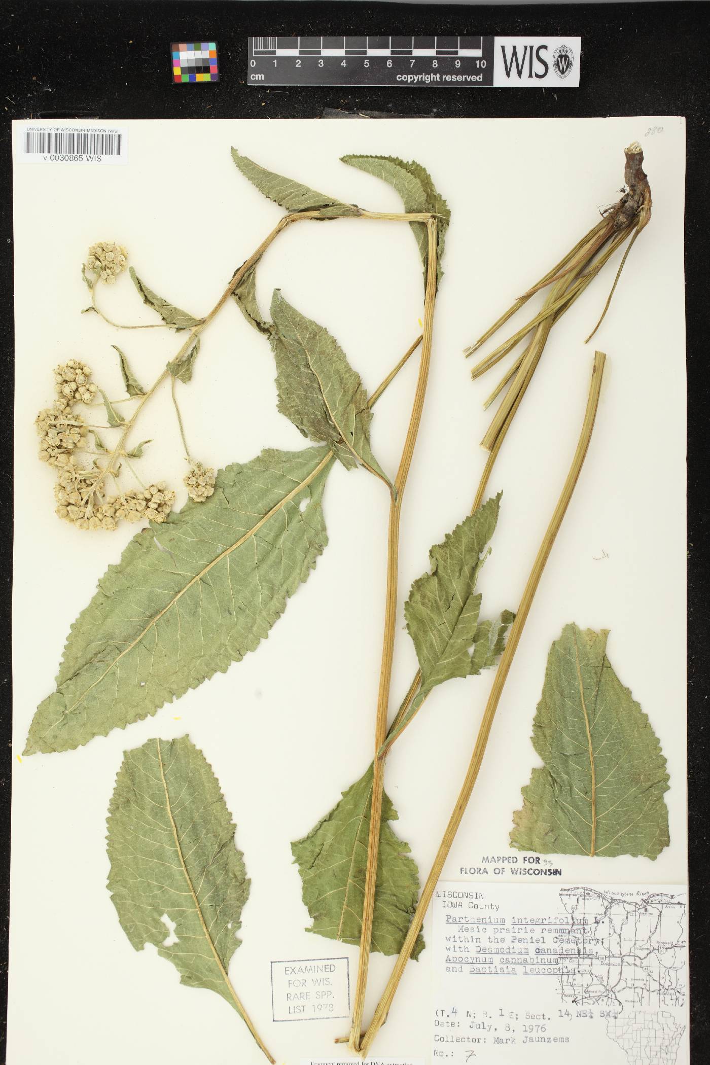 Parthenium integrifolium image