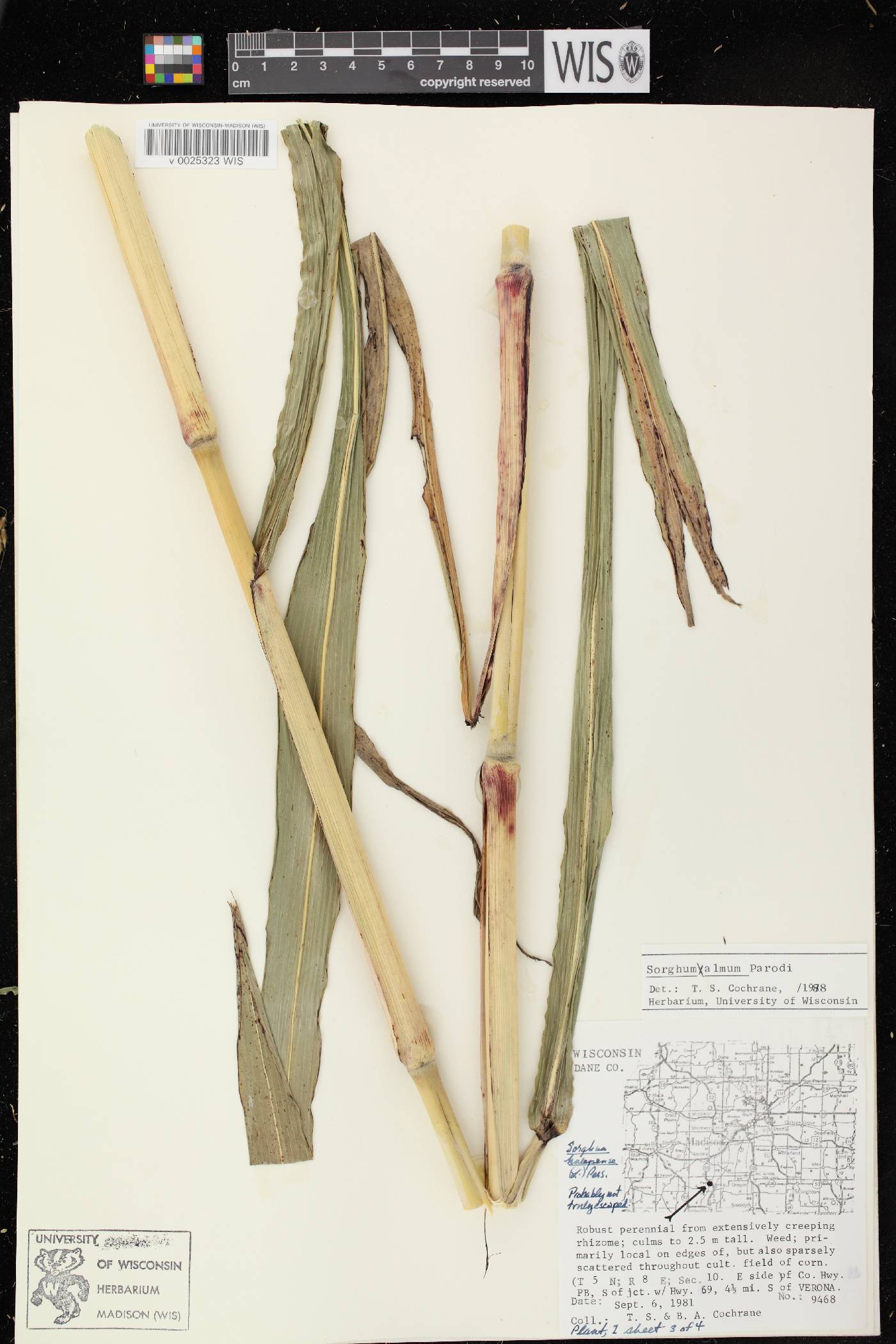 Sorghum X almum image