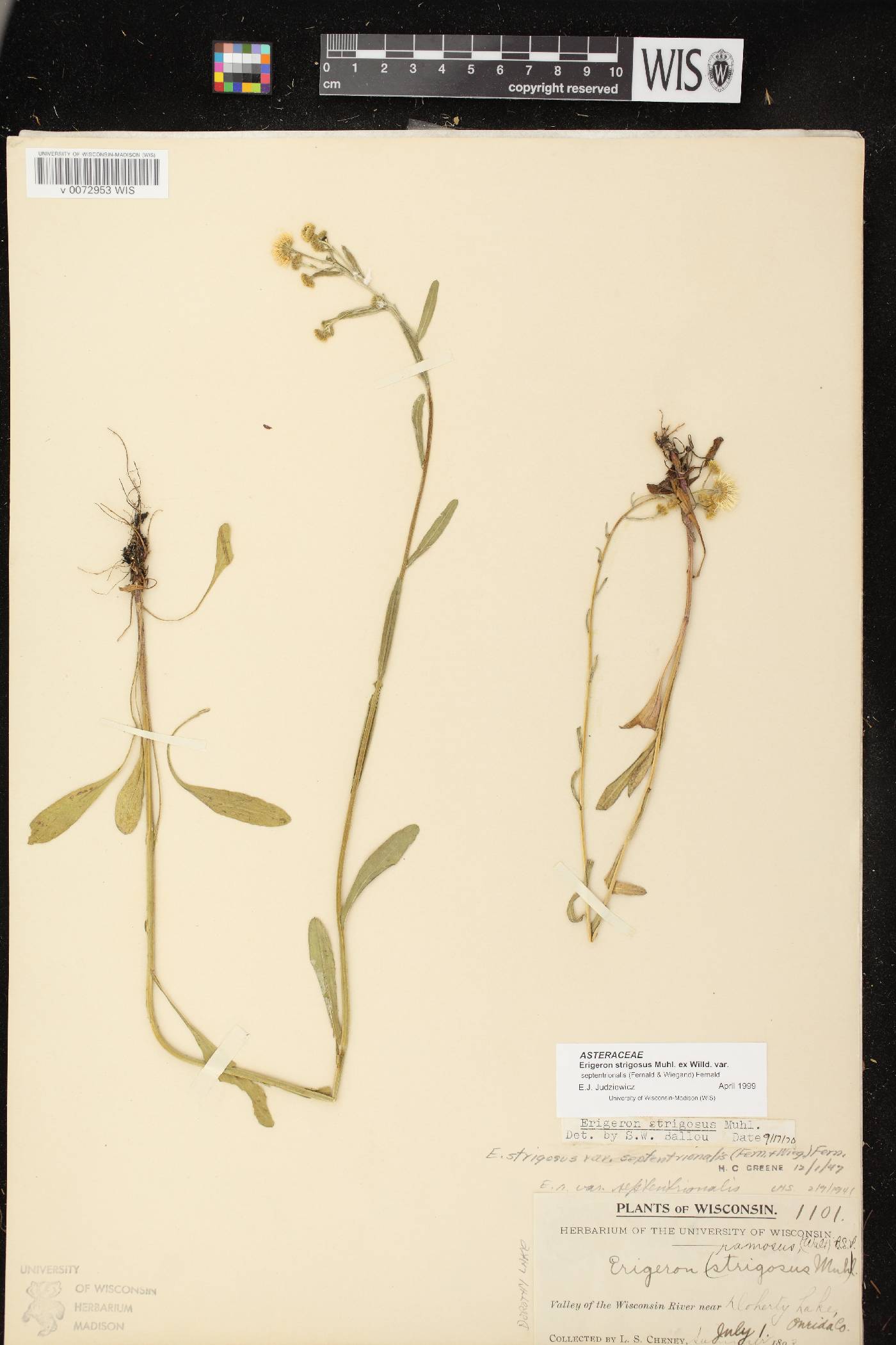 Erigeron strigosus var. septentrionalis image