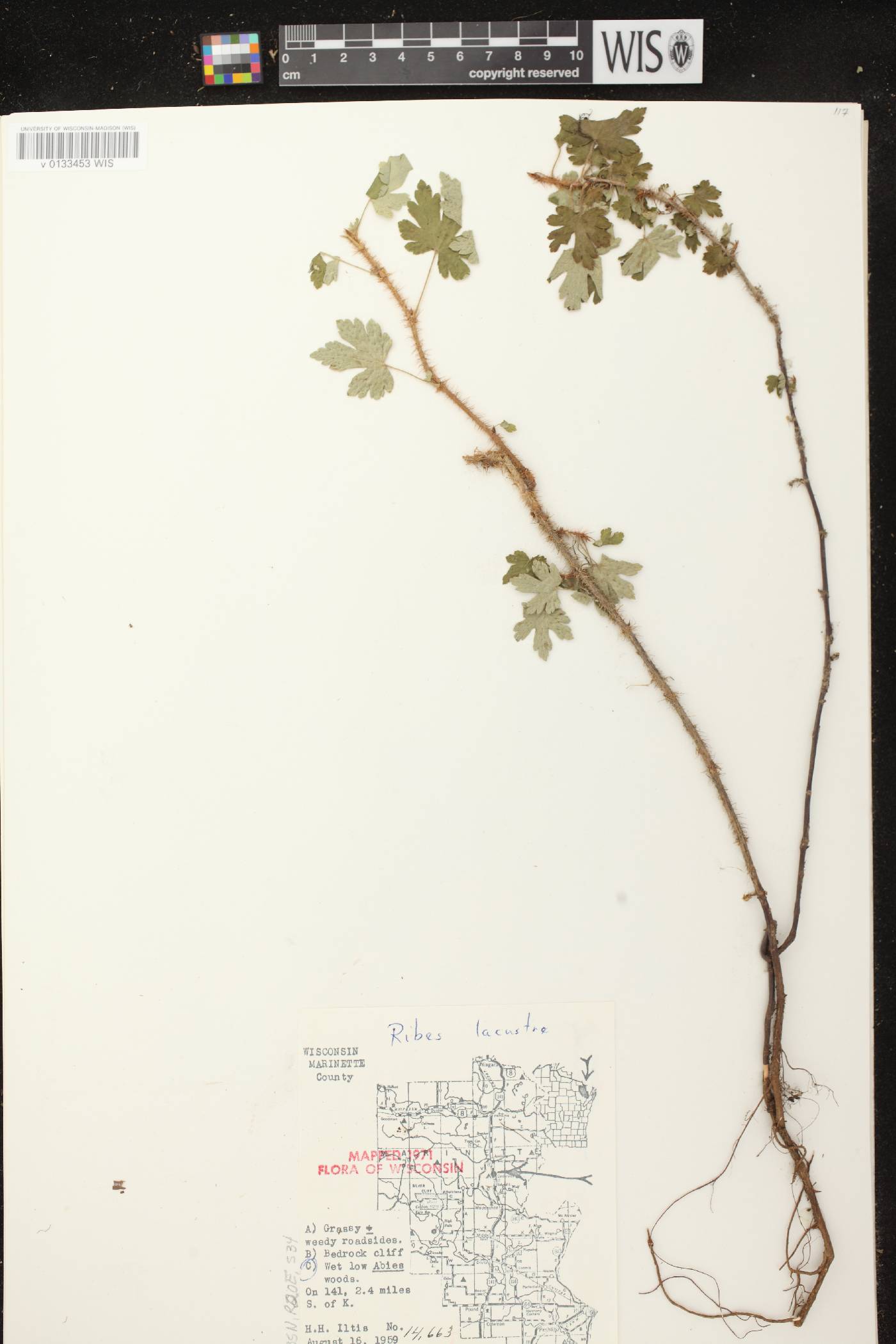Ribes lacustre image