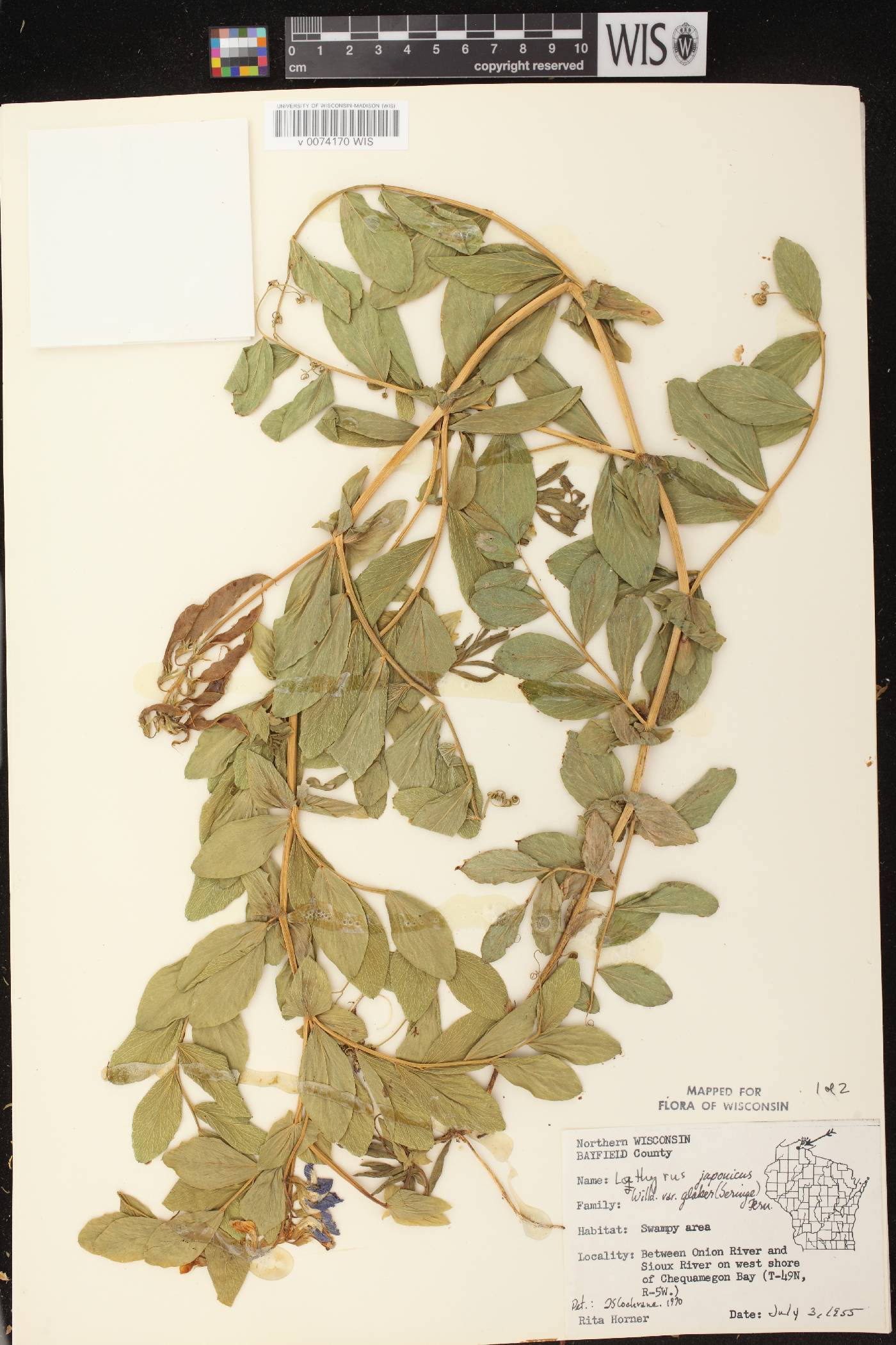 Lathyrus japonicus image