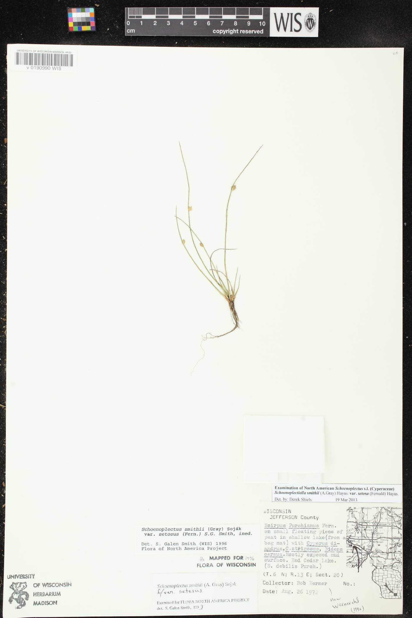 Schoenoplectus smithii image