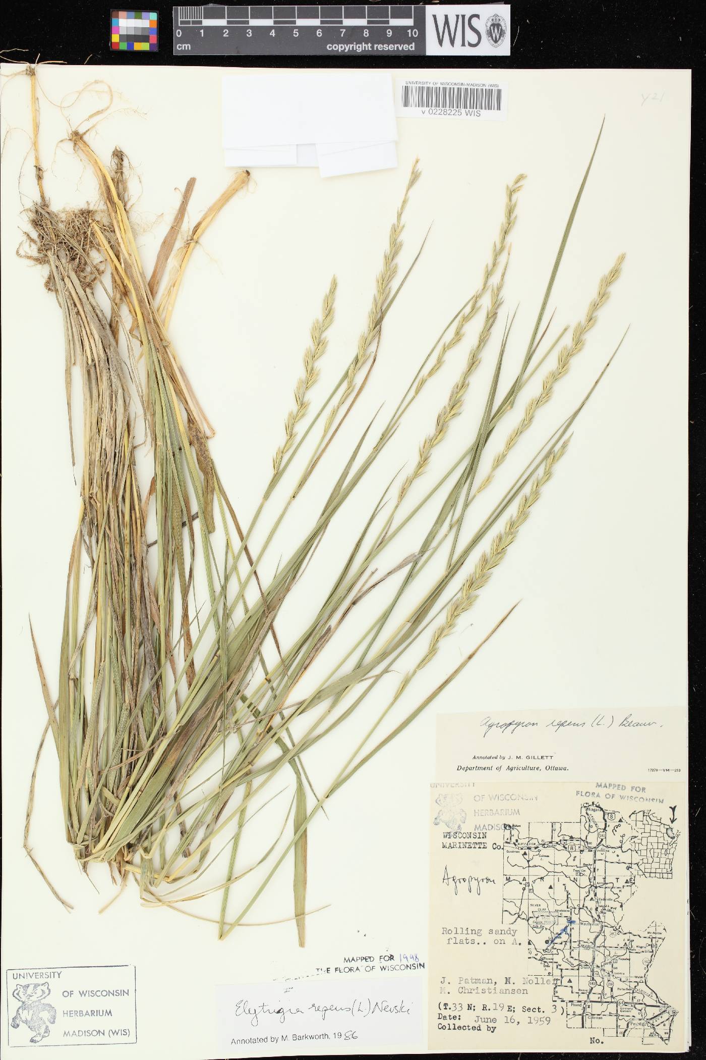 Elymus repens image