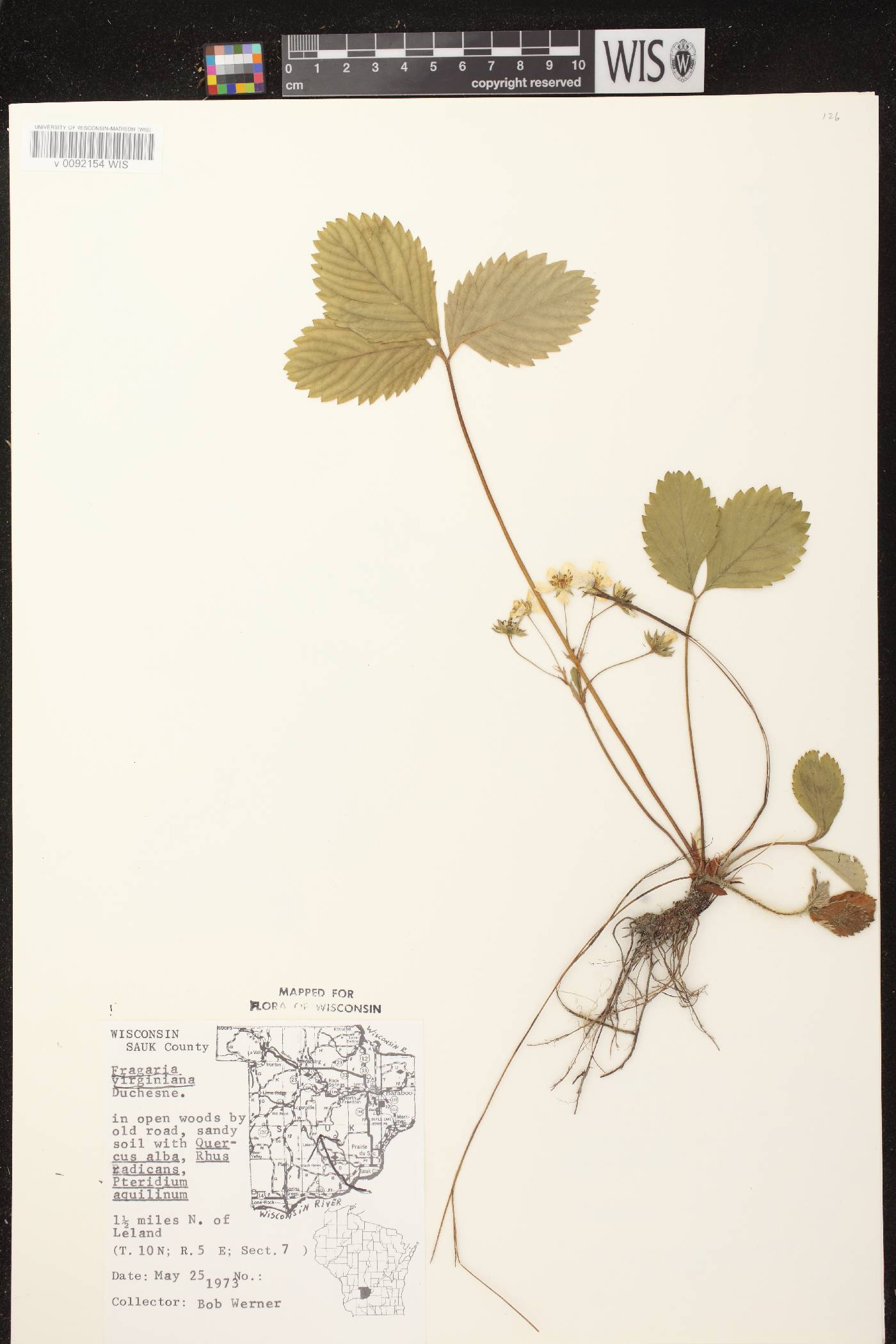 Fragaria virginiana image