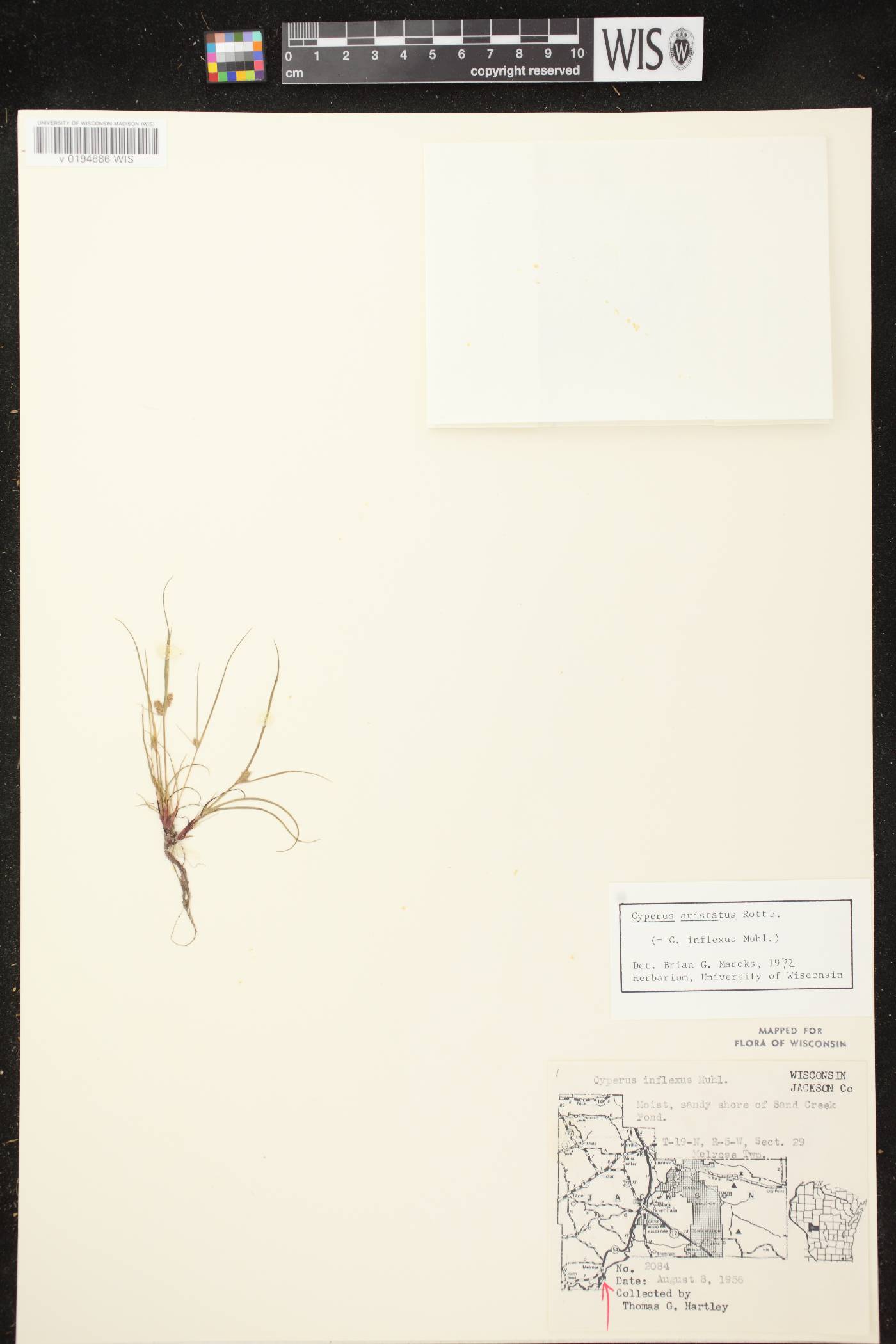 Cyperus squarrosus image