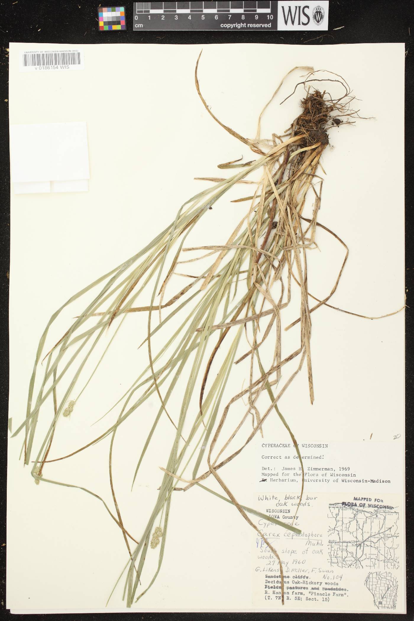 Carex cephalophora image