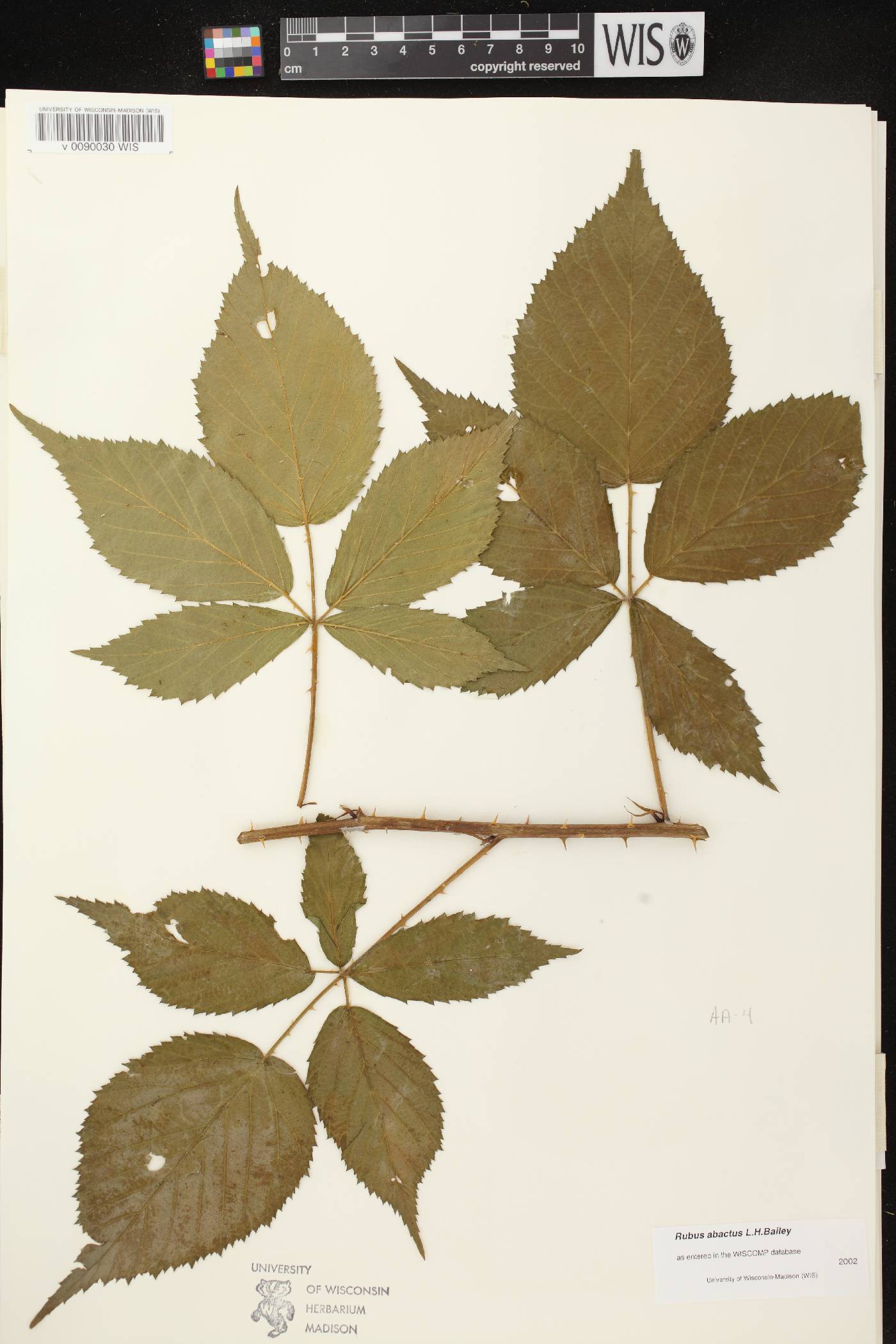 Rubus pensilvanicus image