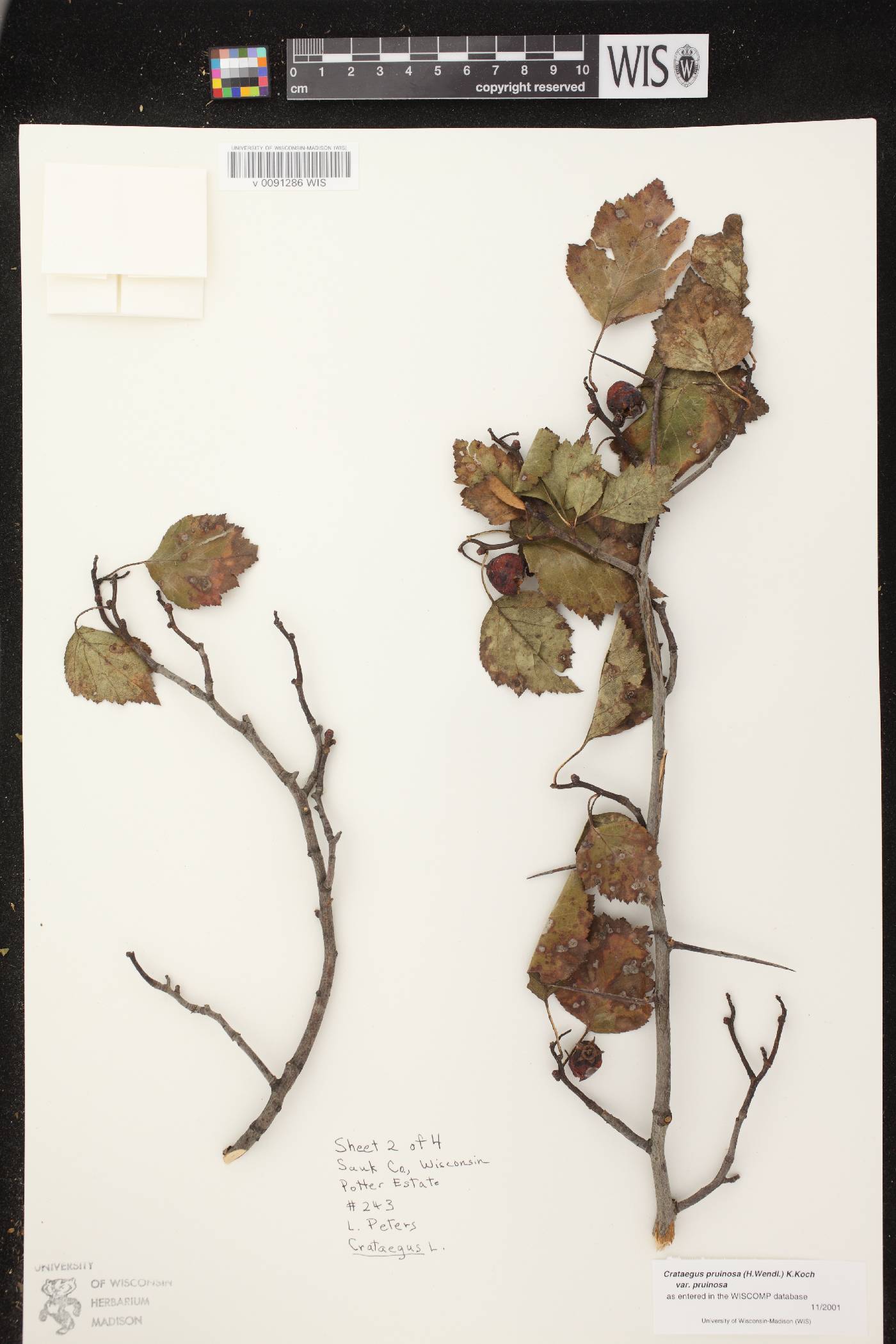 Crataegus pruinosa var. pruinosa image