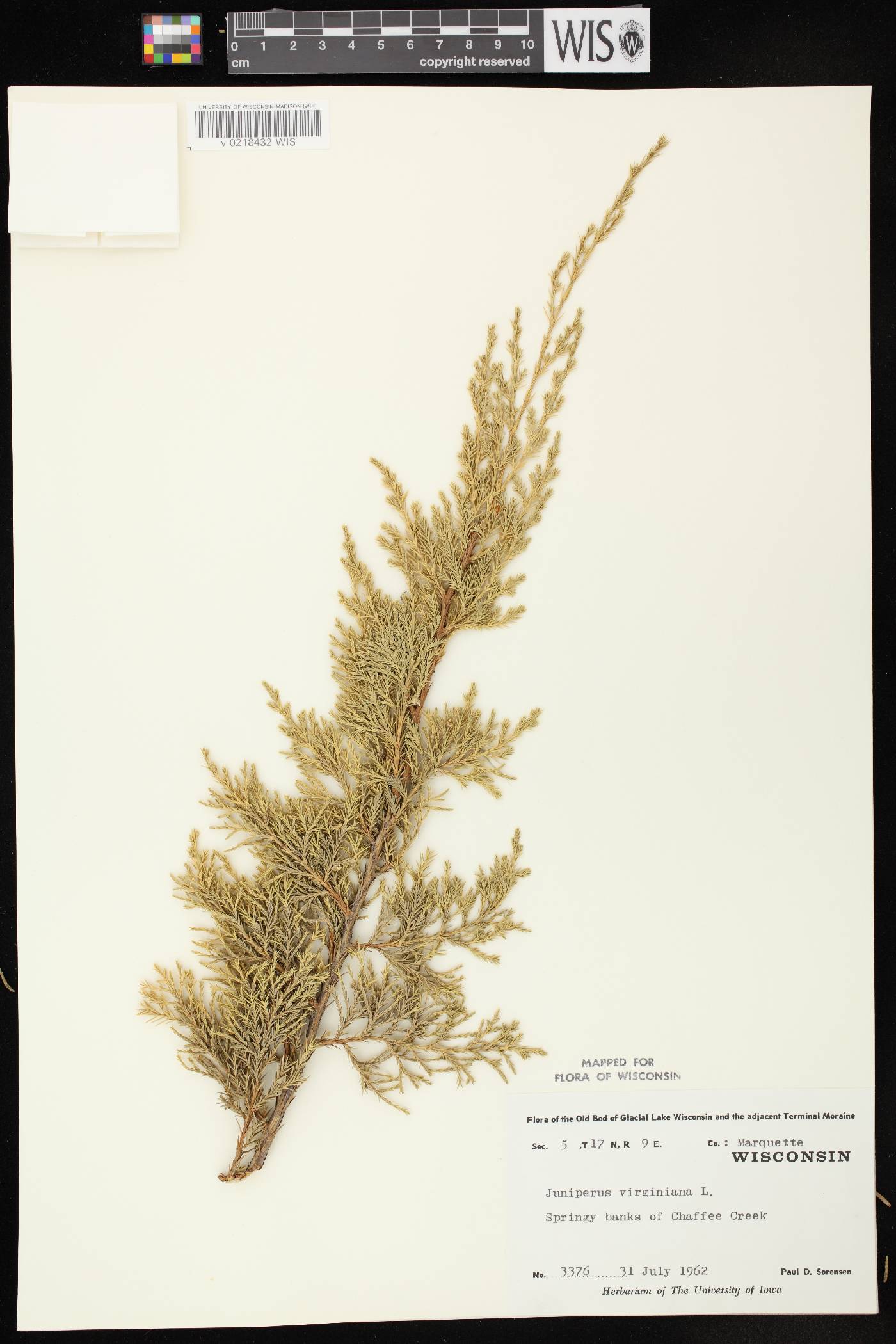 Juniperus virginiana var. virginiana image