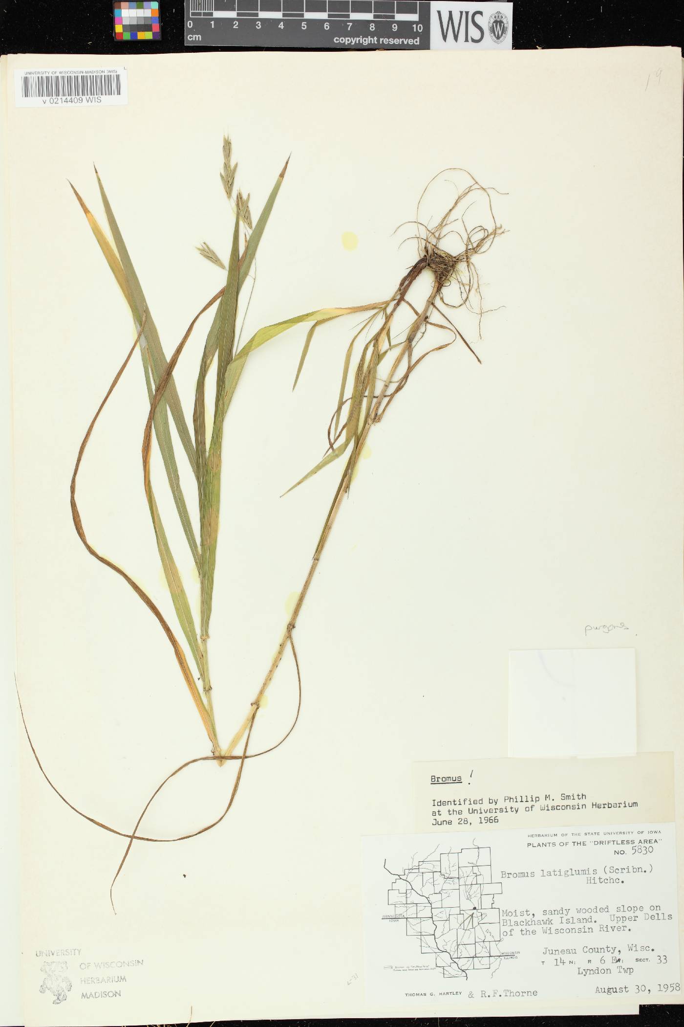 Bromus latiglumis image