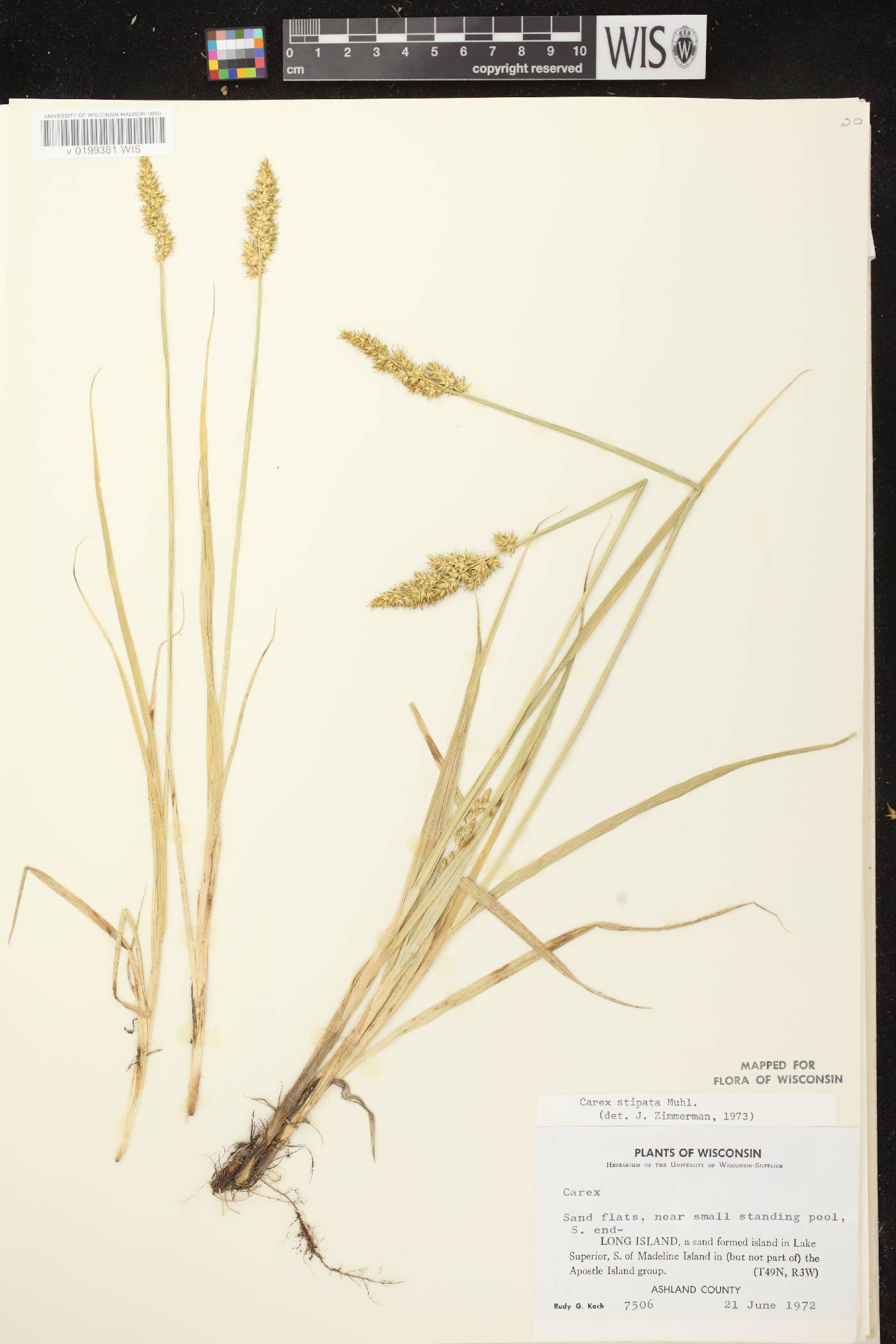 Carex stipata var. stipata image