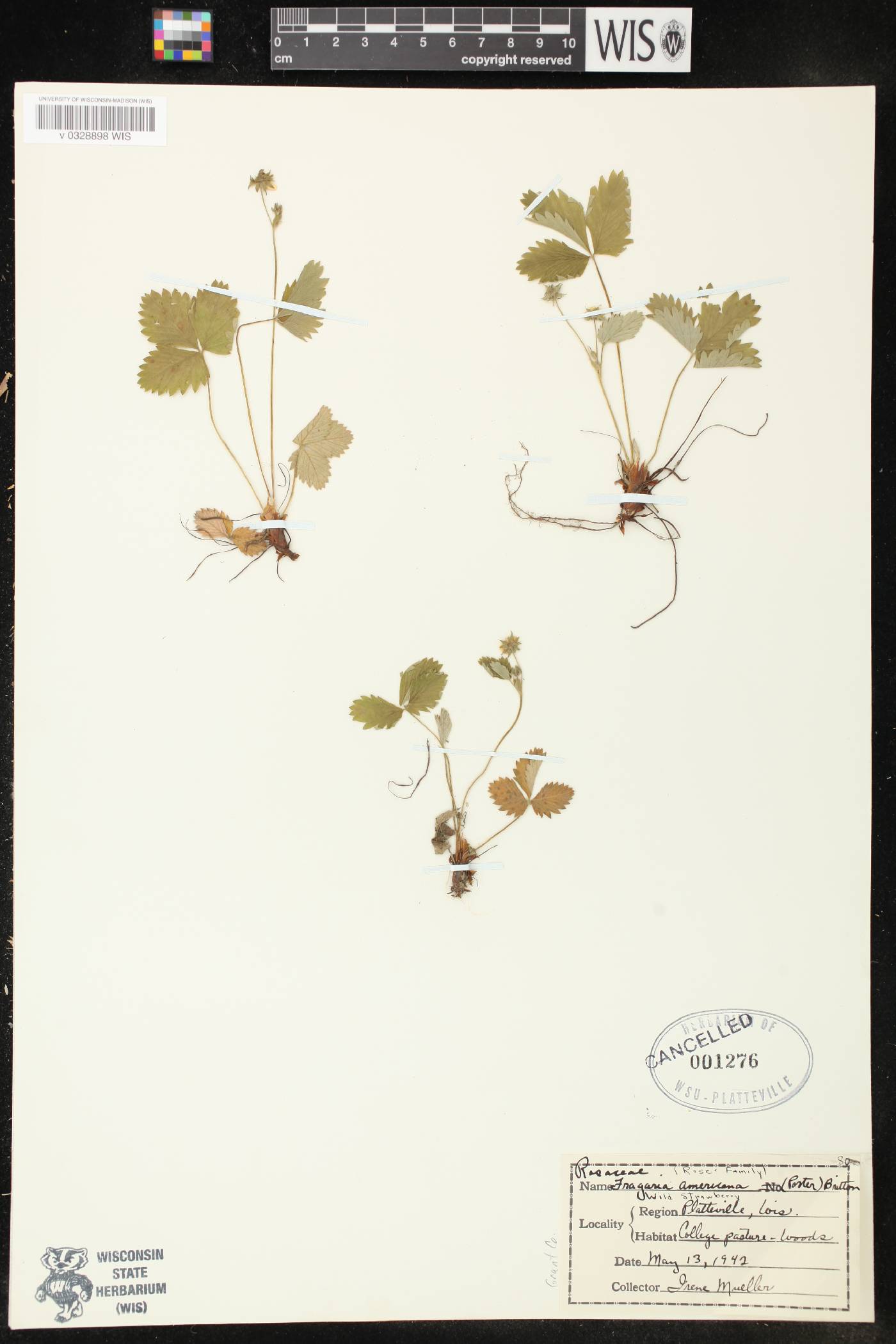 Fragaria vesca subsp. americana image
