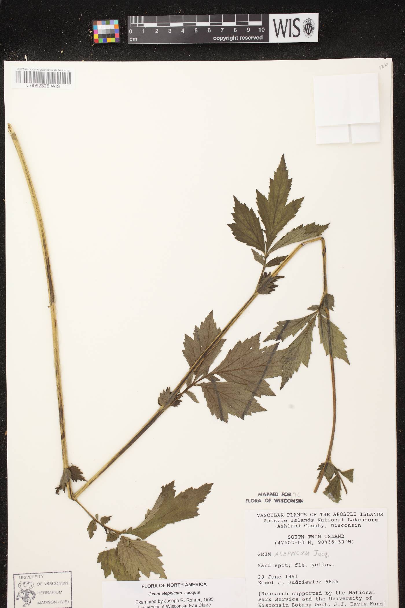Geum aleppicum image