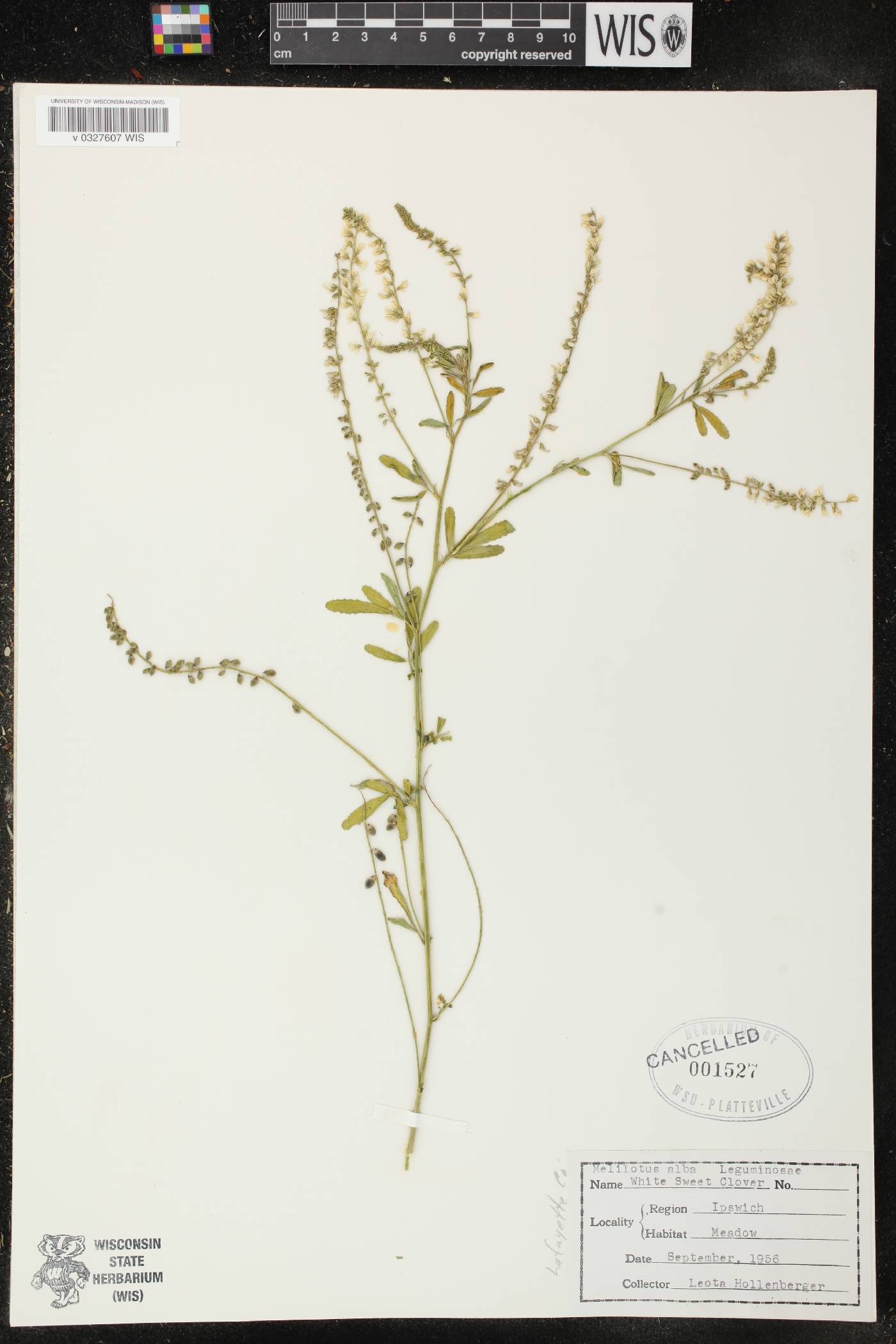 Melilotus albus image