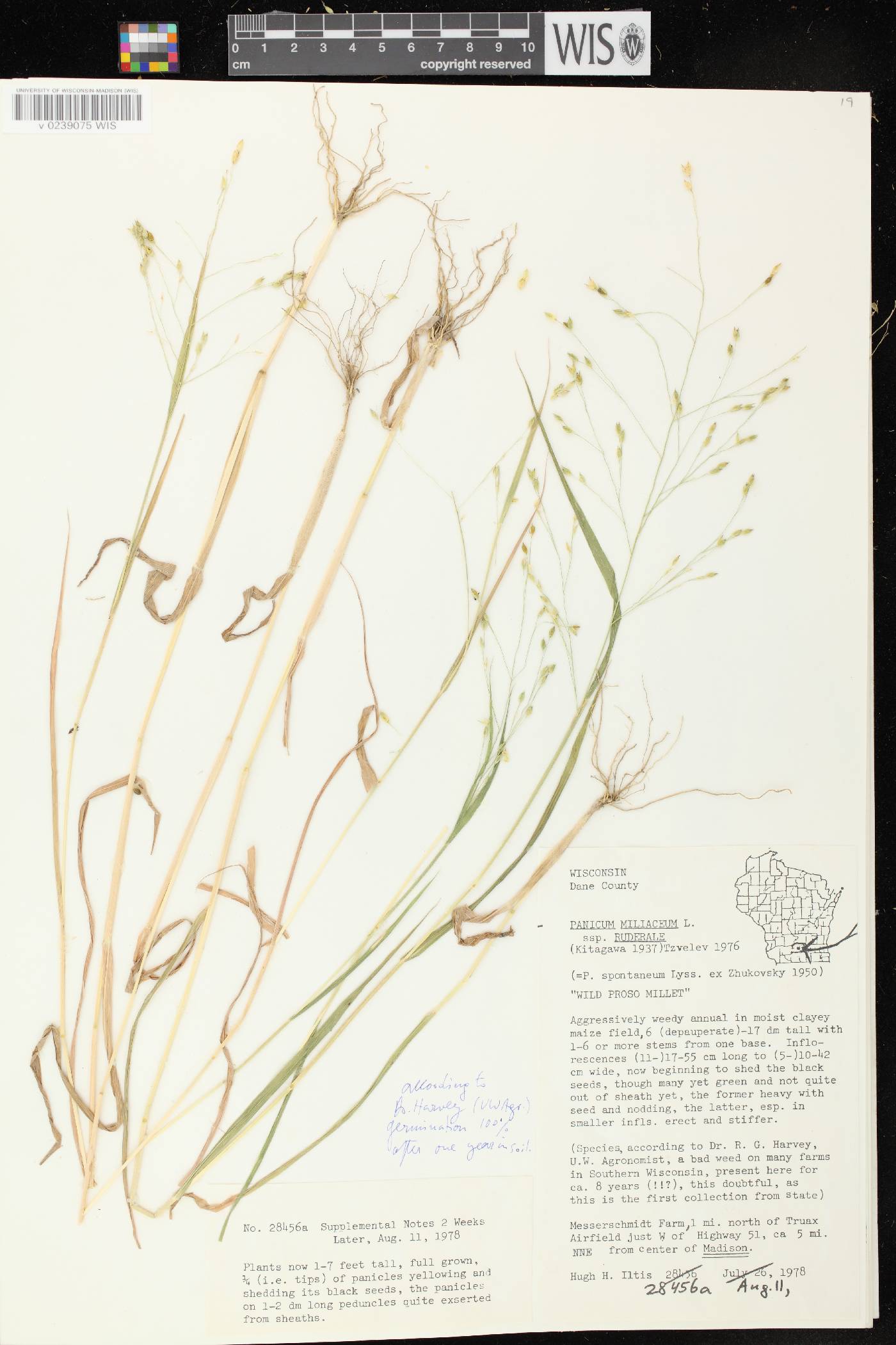 Panicum miliaceum subsp. ruderale image