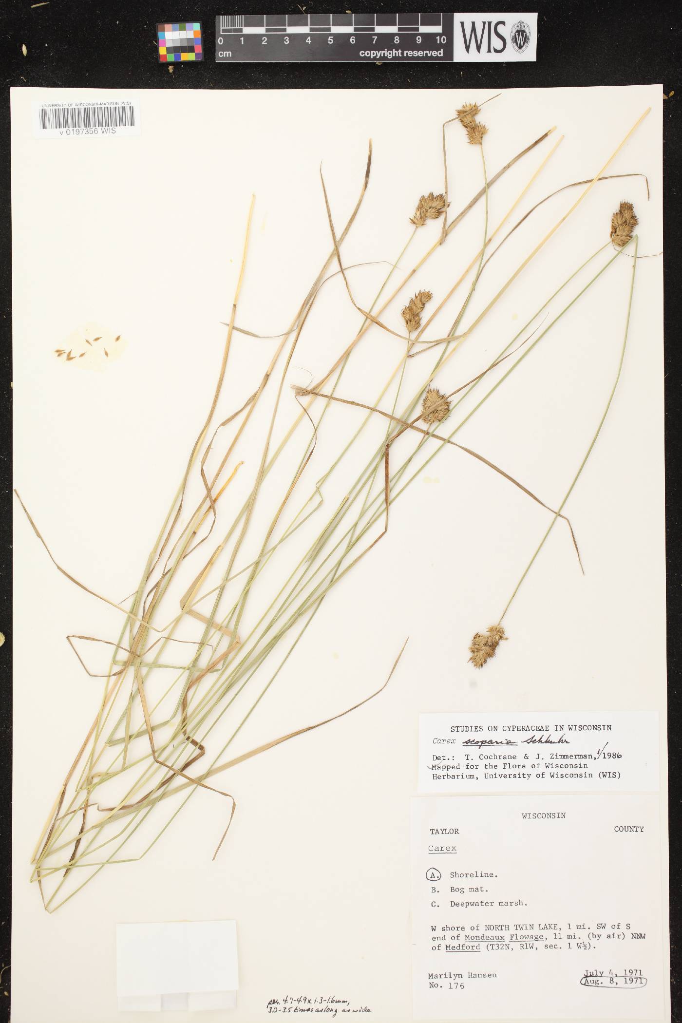 Carex scoparia var. scoparia image