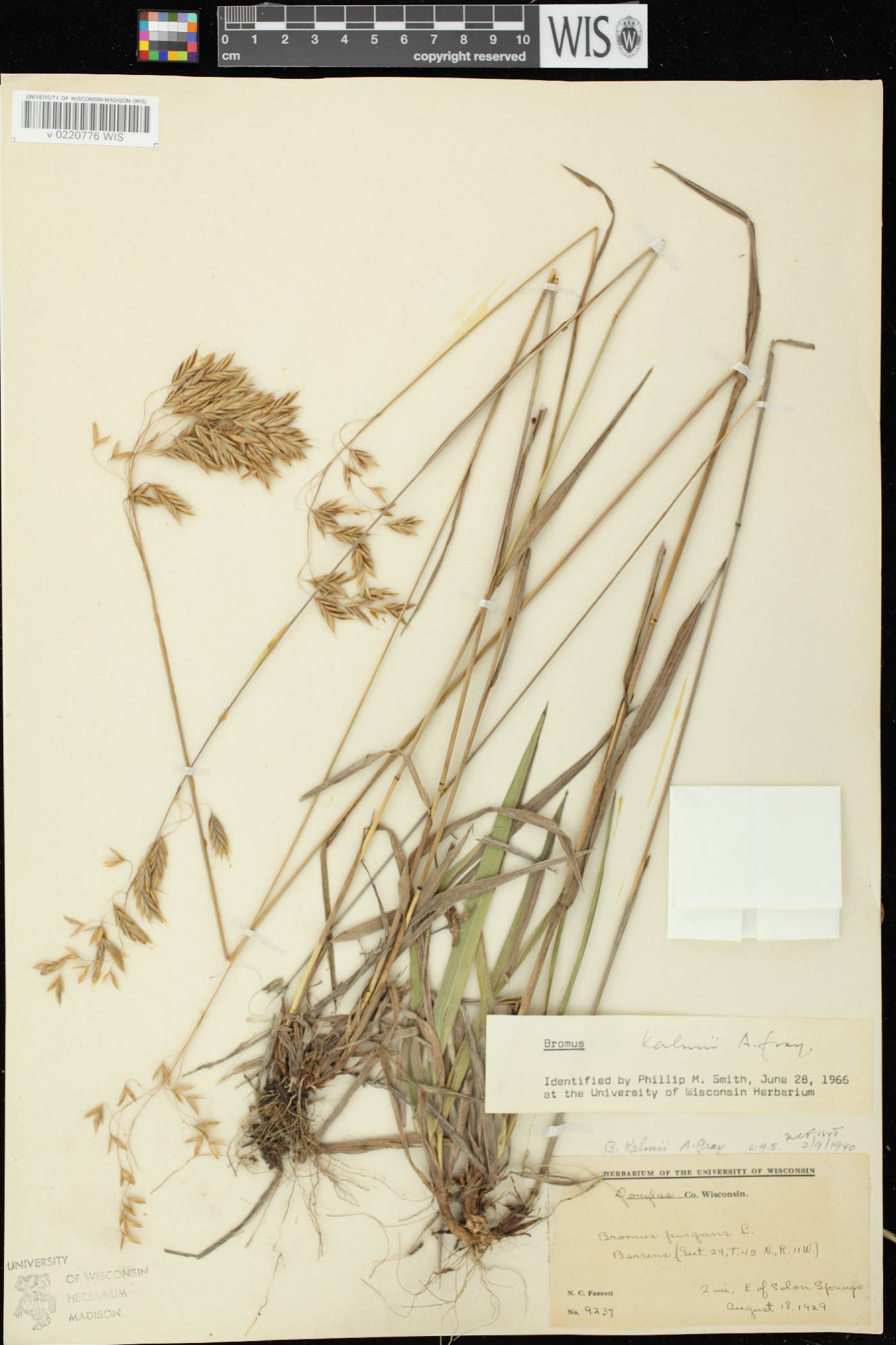 Bromus kalmii image