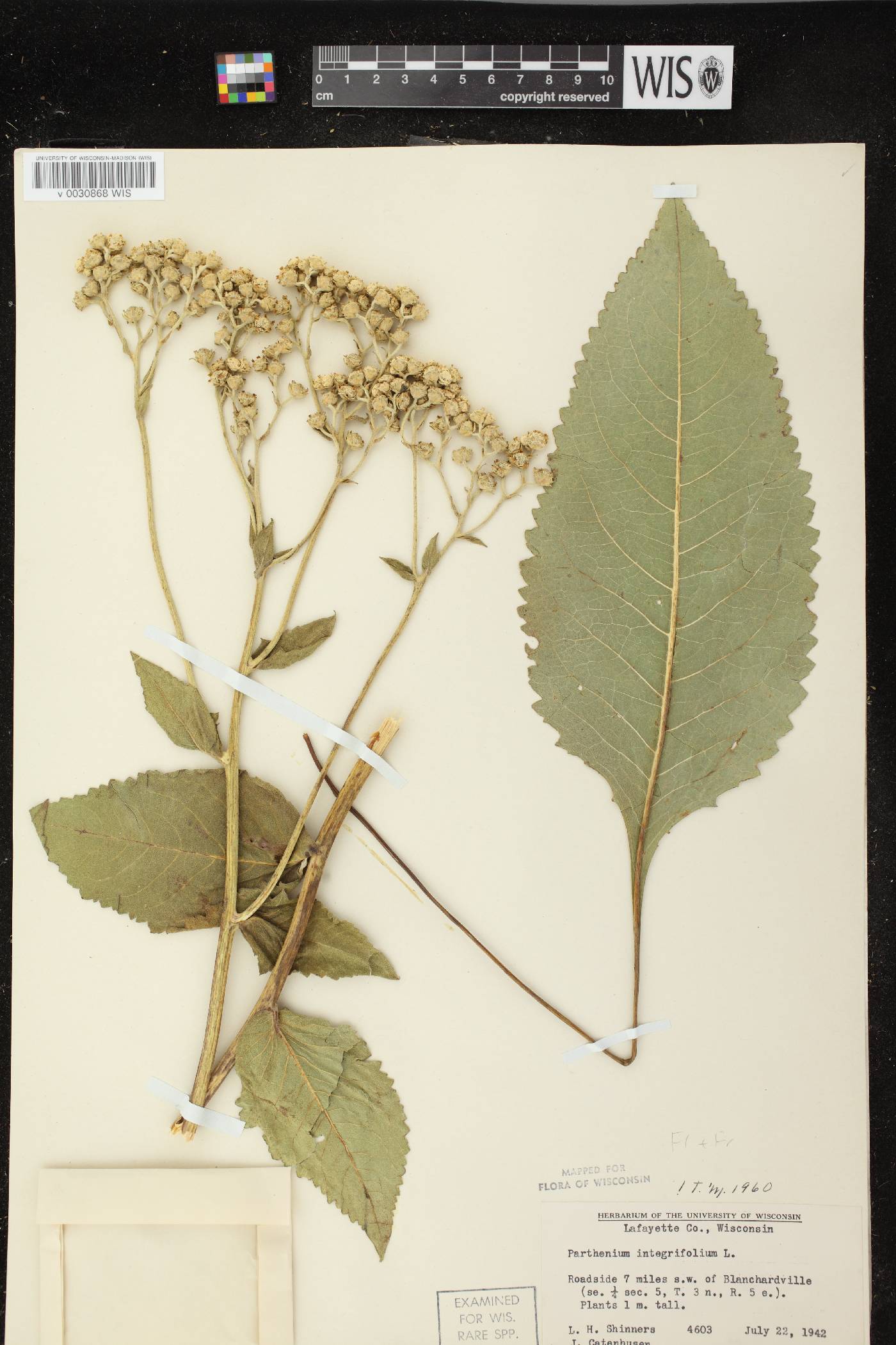 Parthenium integrifolium image