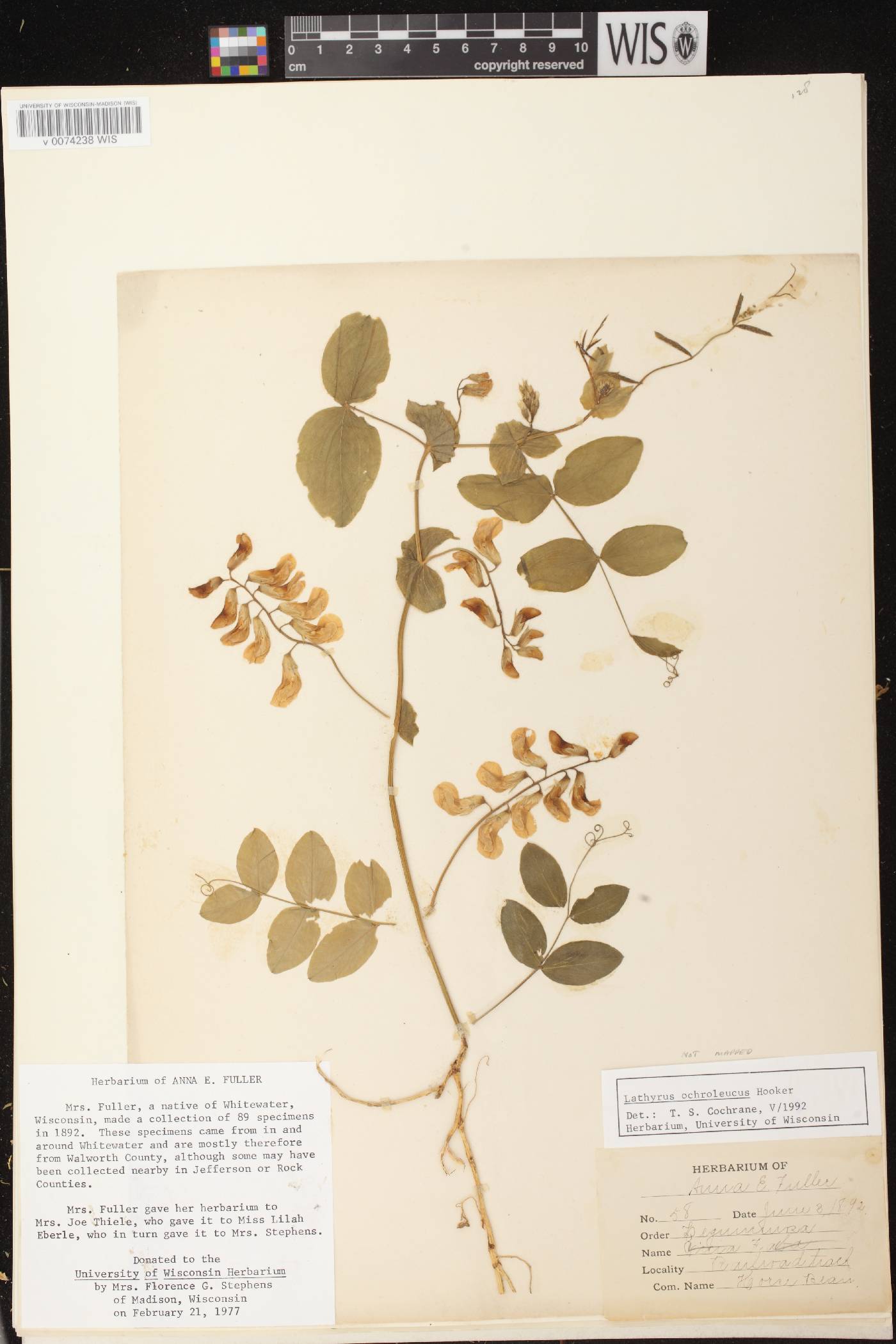 Lathyrus ochroleucus image