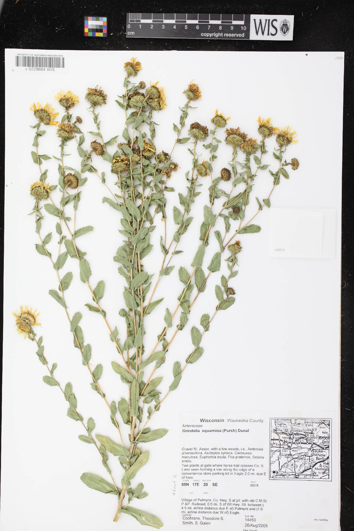 Grindelia squarrosa image