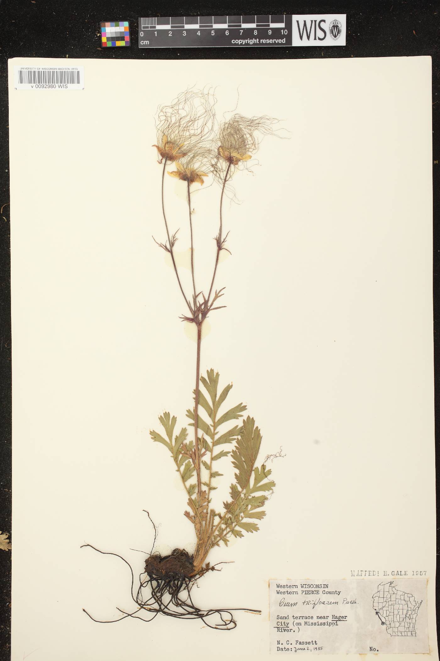 Geum triflorum var. triflorum image