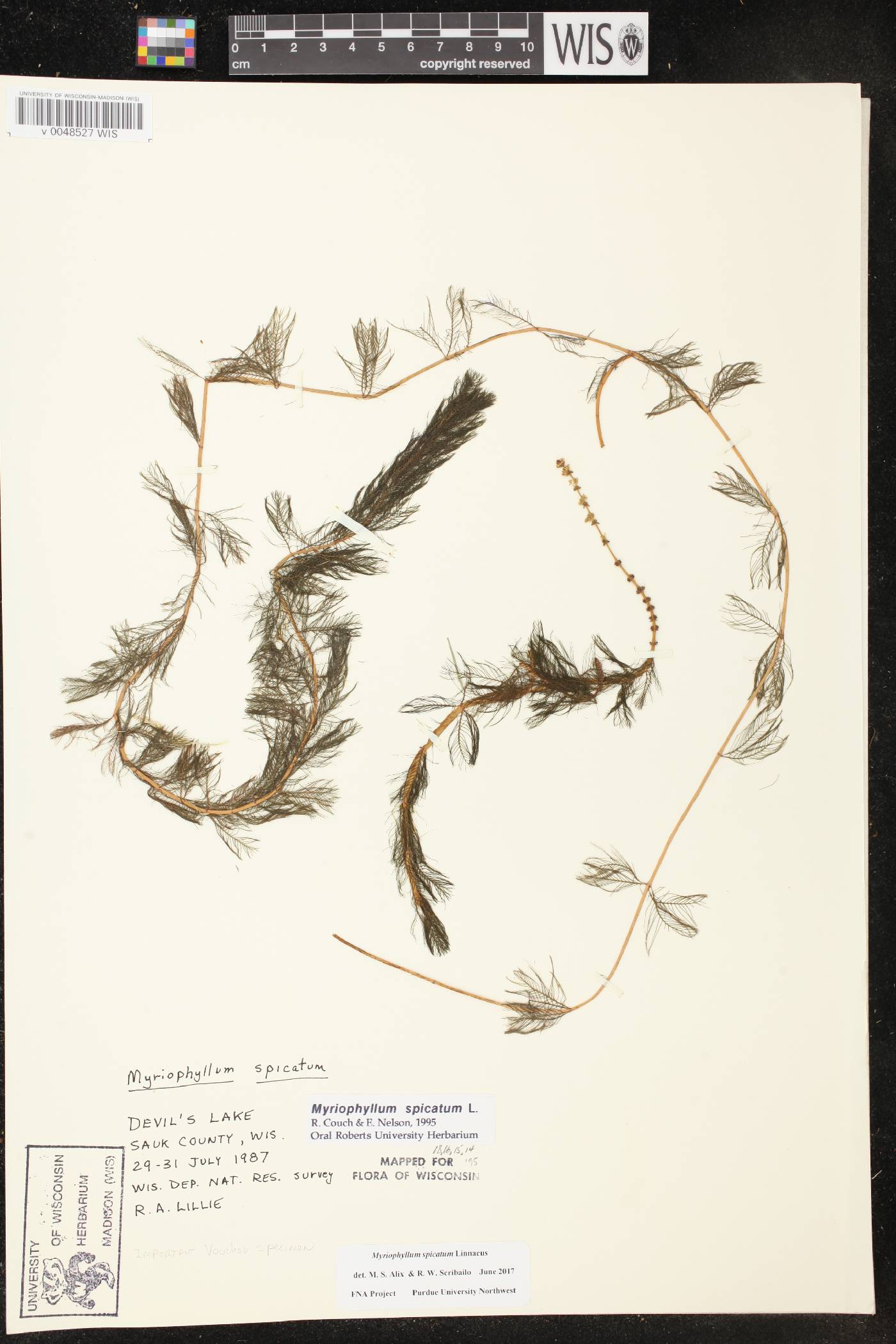 Myriophyllum spicatum image