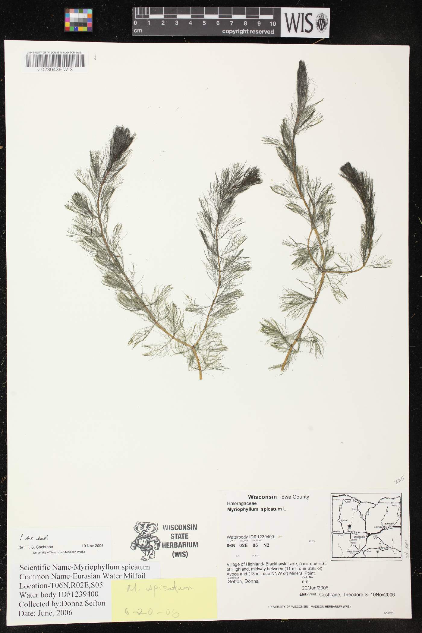Myriophyllum spicatum image