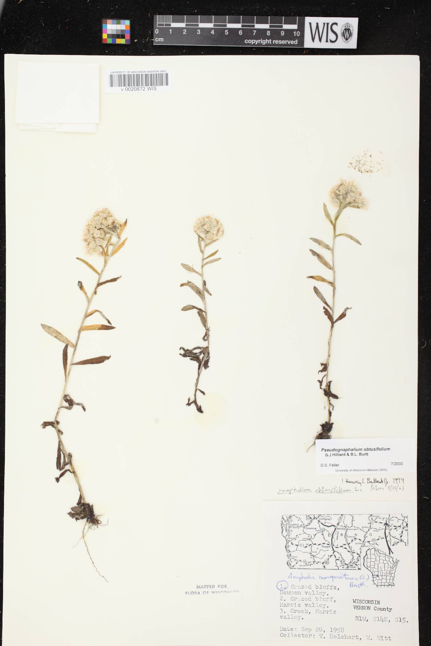 Pseudognaphalium obtusifolium image