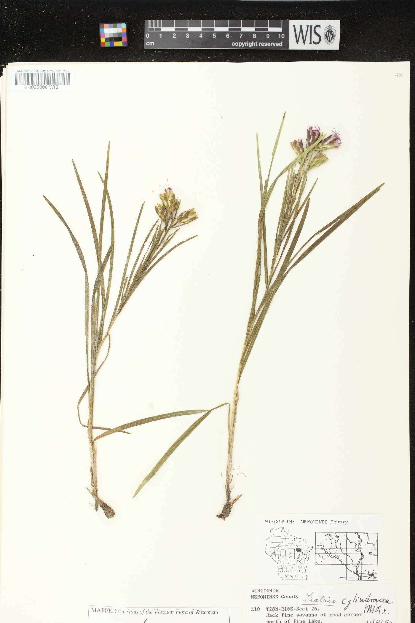 Liatris cylindracea image