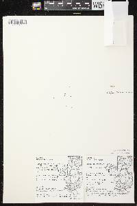 Image of Carex annectens var. annectens