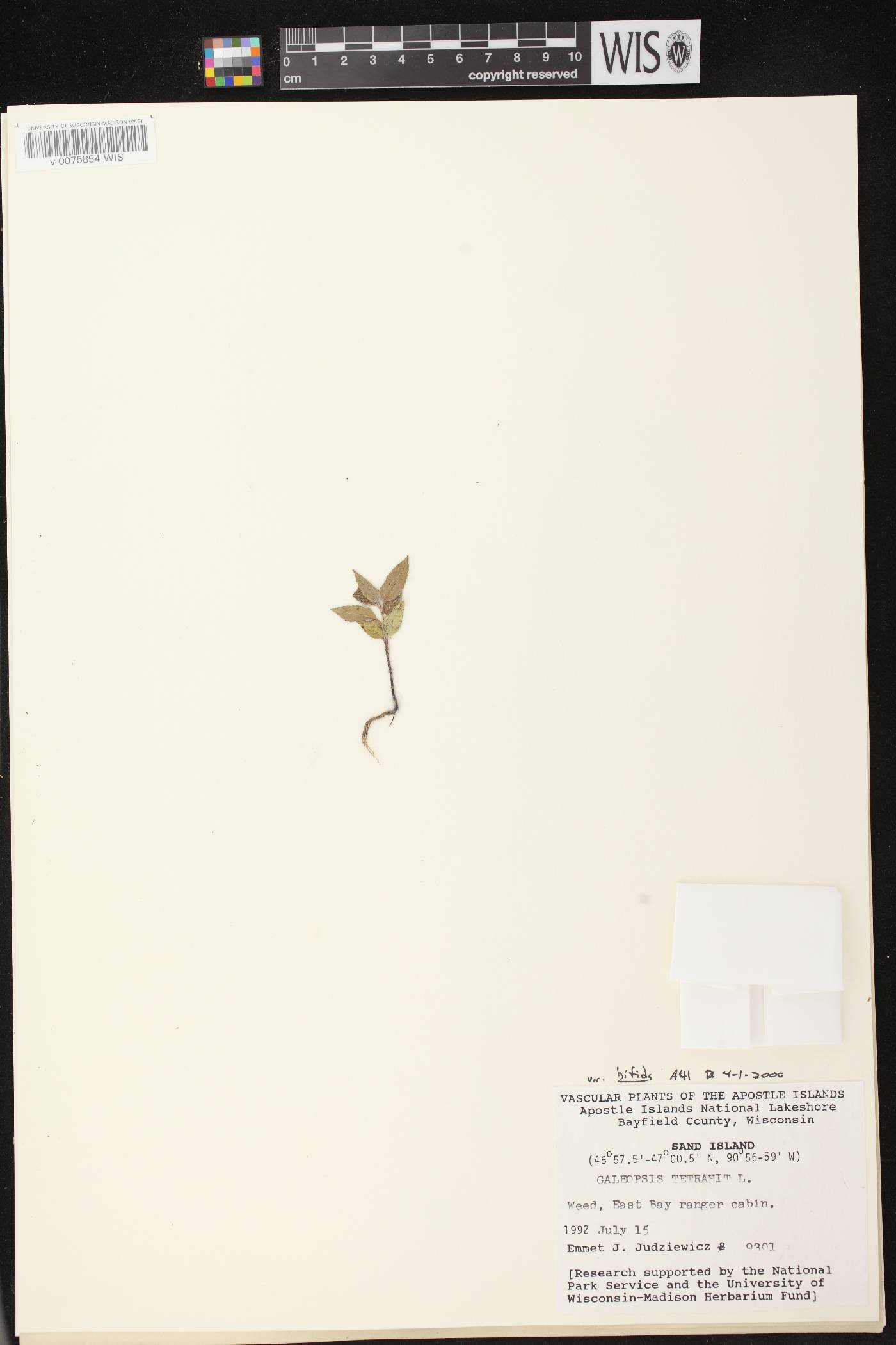 Galeopsis tetrahit image