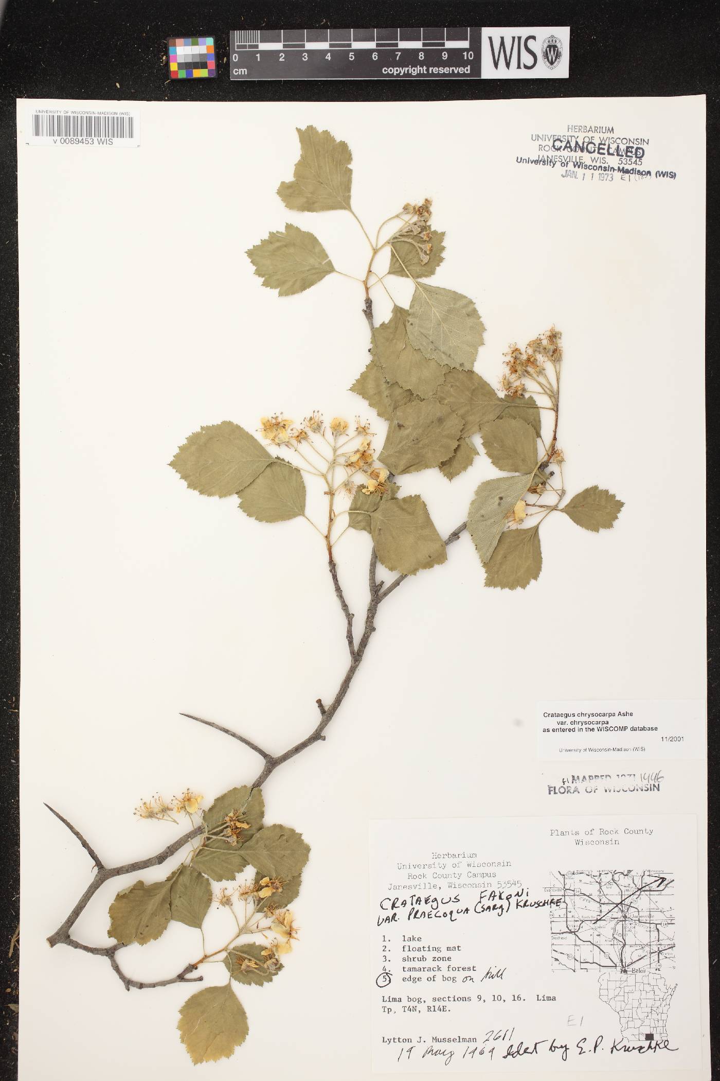 Crataegus chrysocarpa var. chrysocarpa image