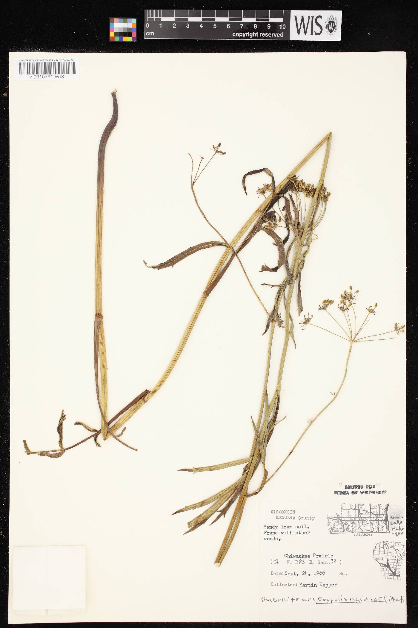 Oxypolis rigidior image
