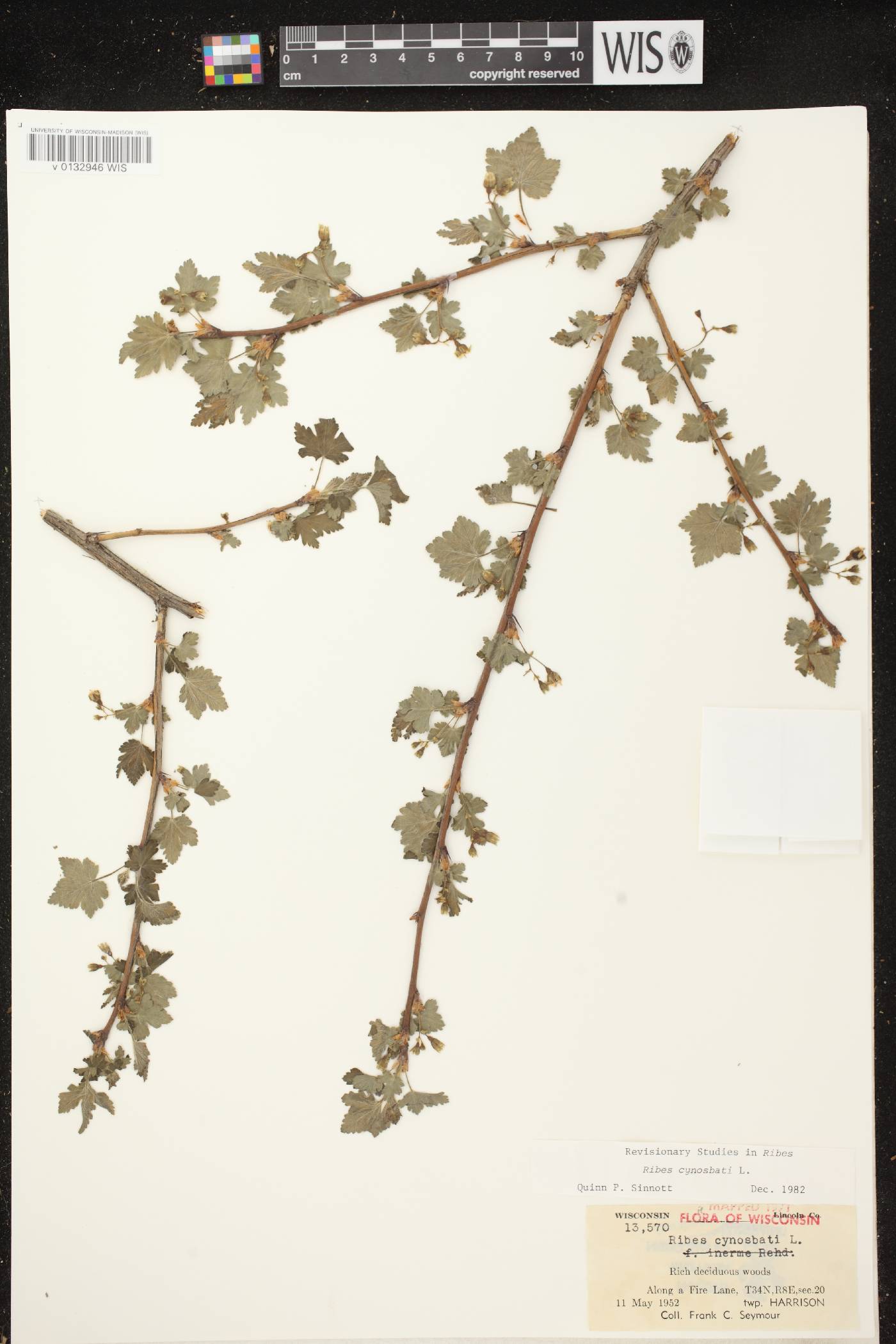 Ribes cynosbati image