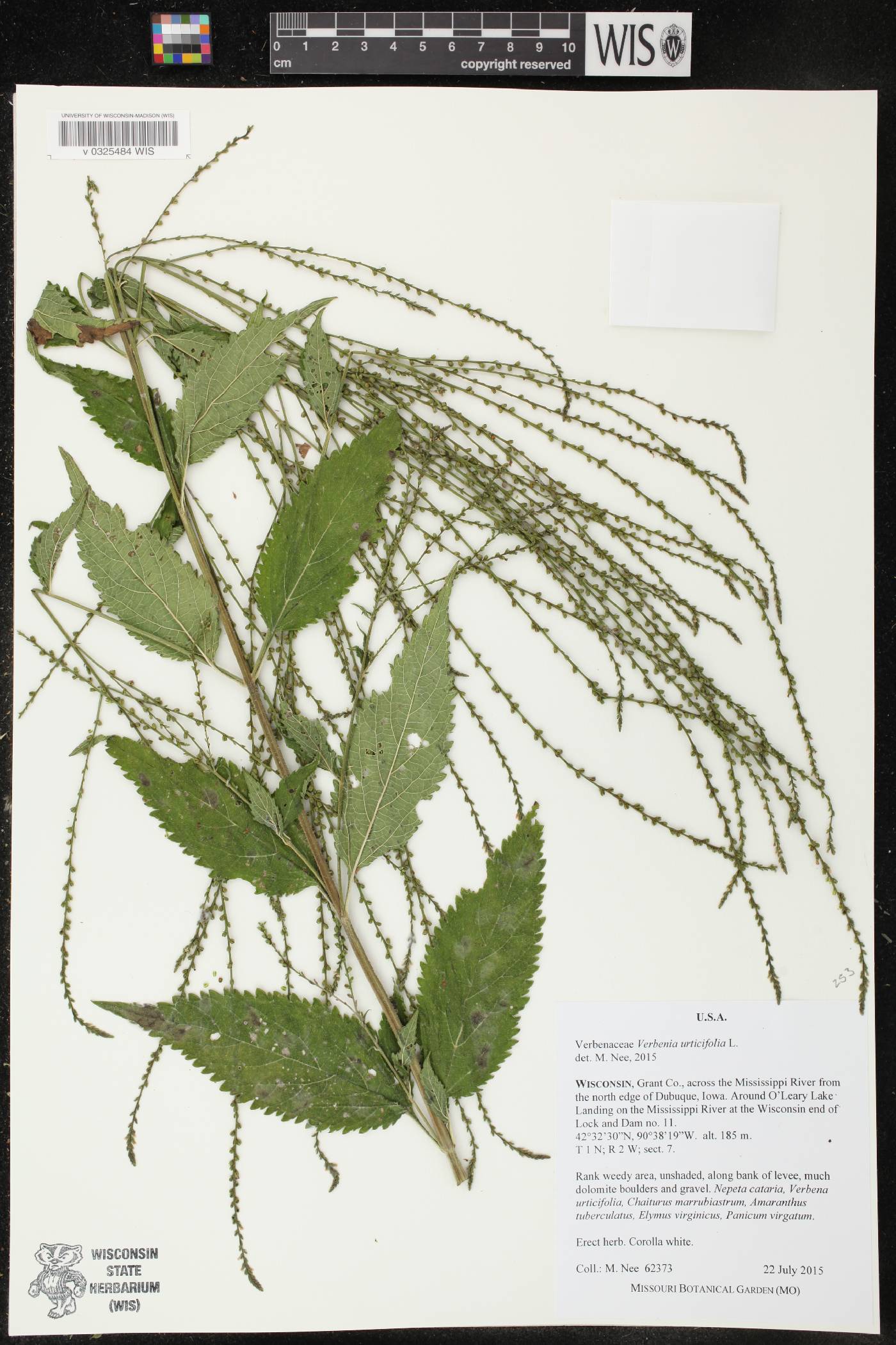 Verbena urticifolia image