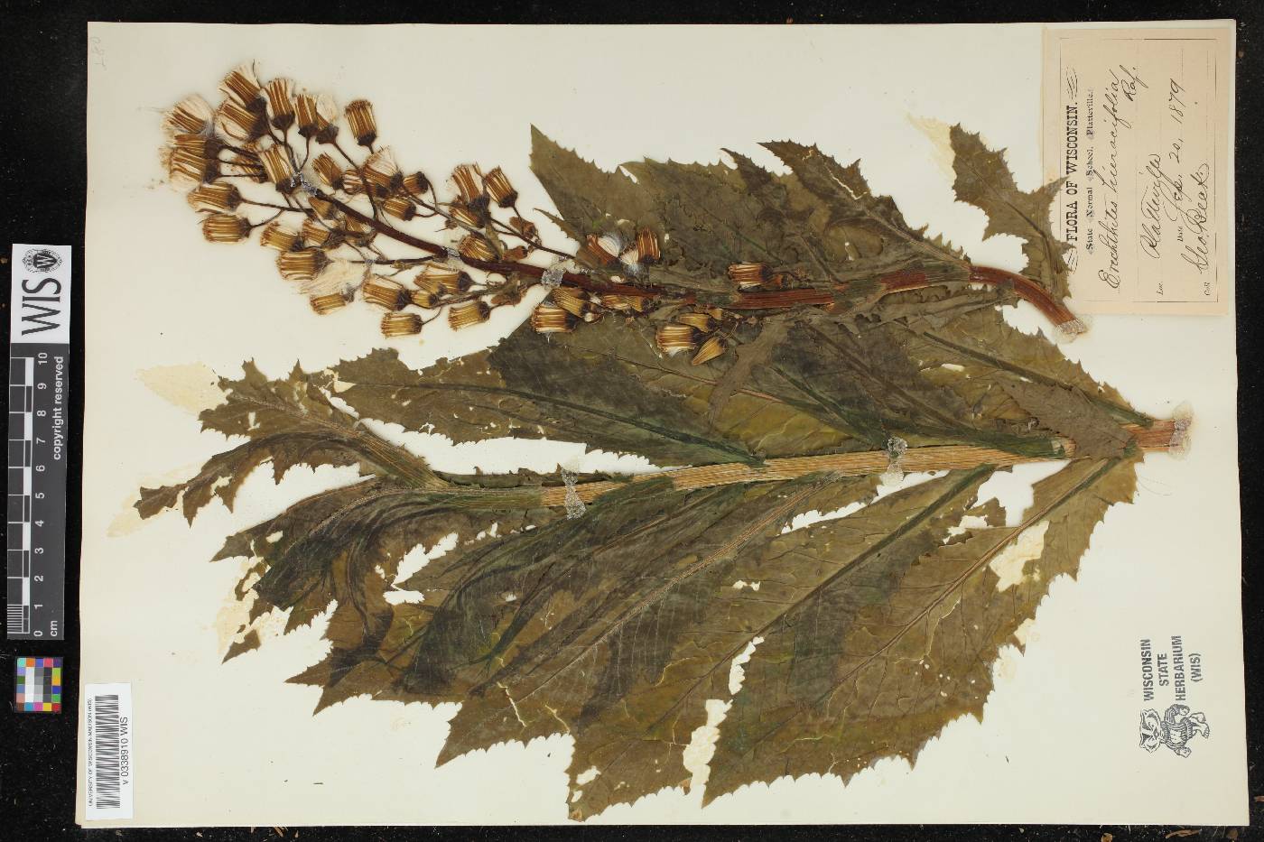 Erechtites hieracifolius image
