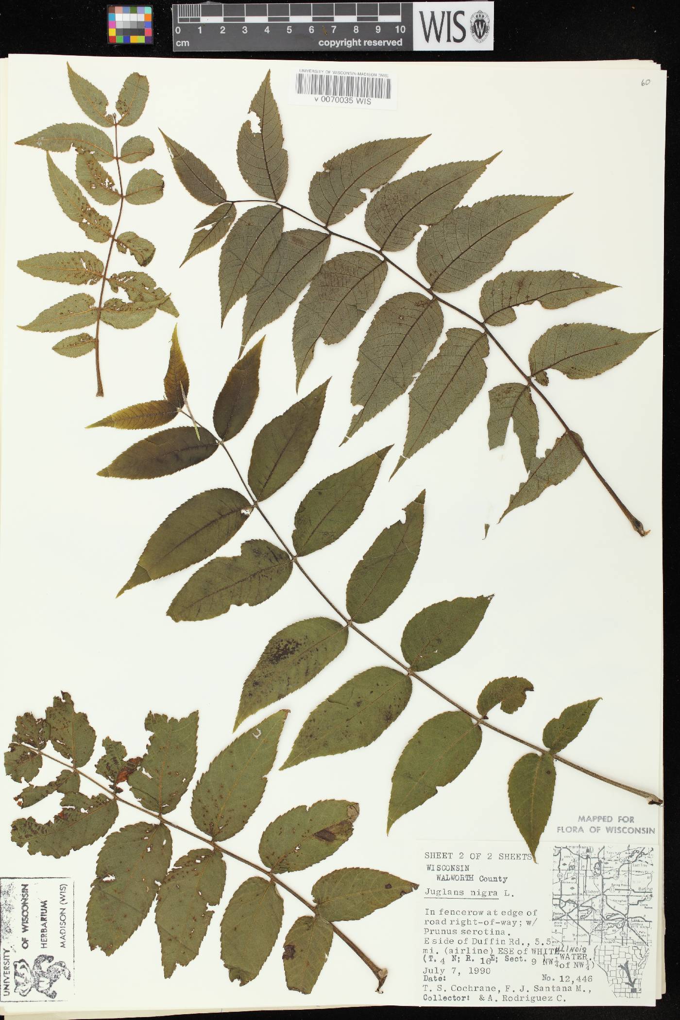 Juglans nigra image
