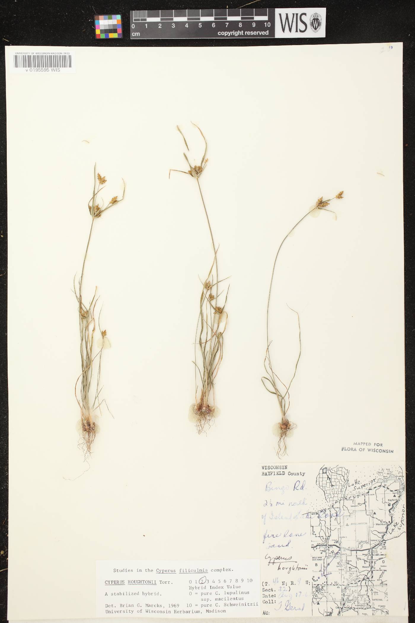 Cyperus houghtonii image