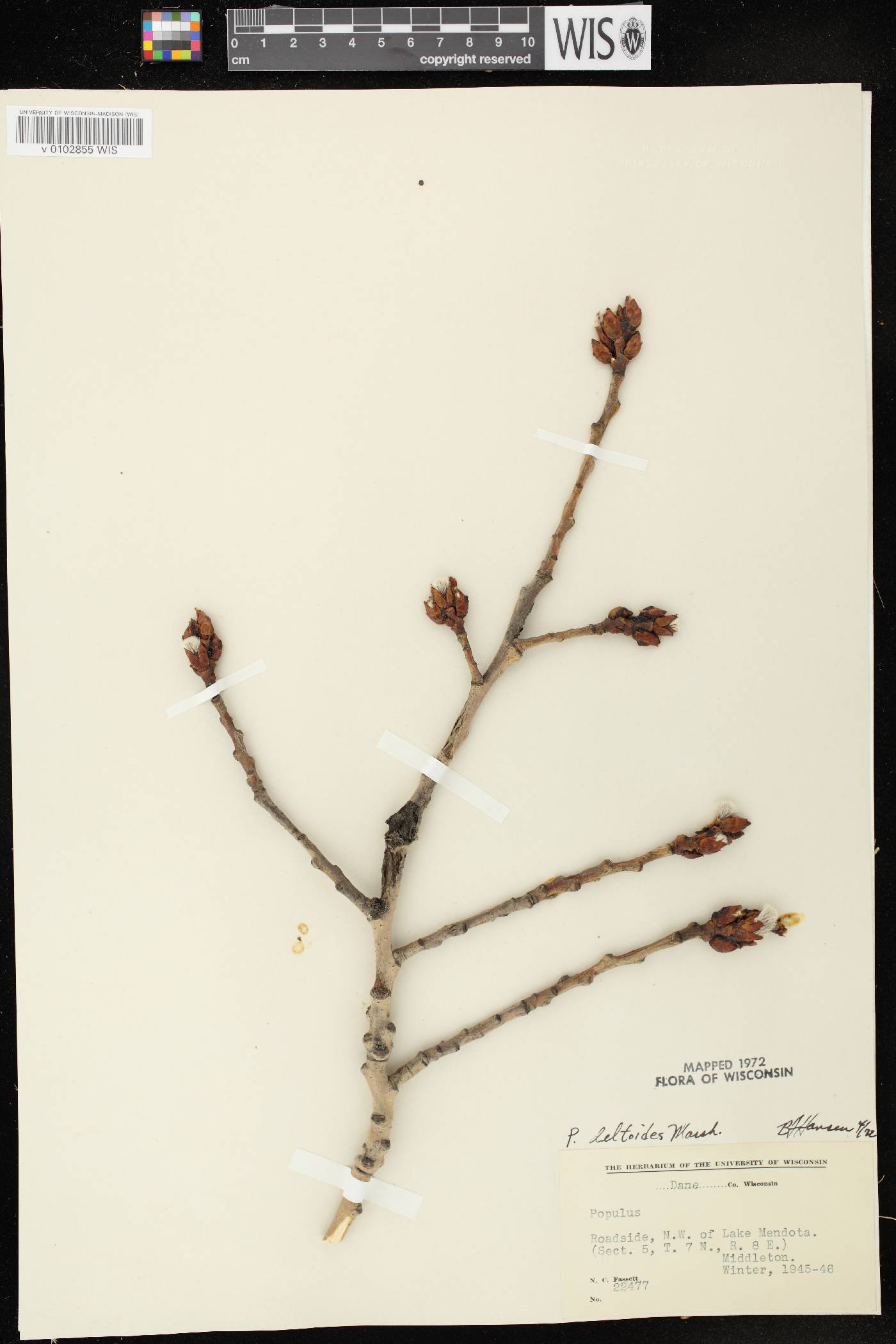 Populus deltoides subsp. monilifera image