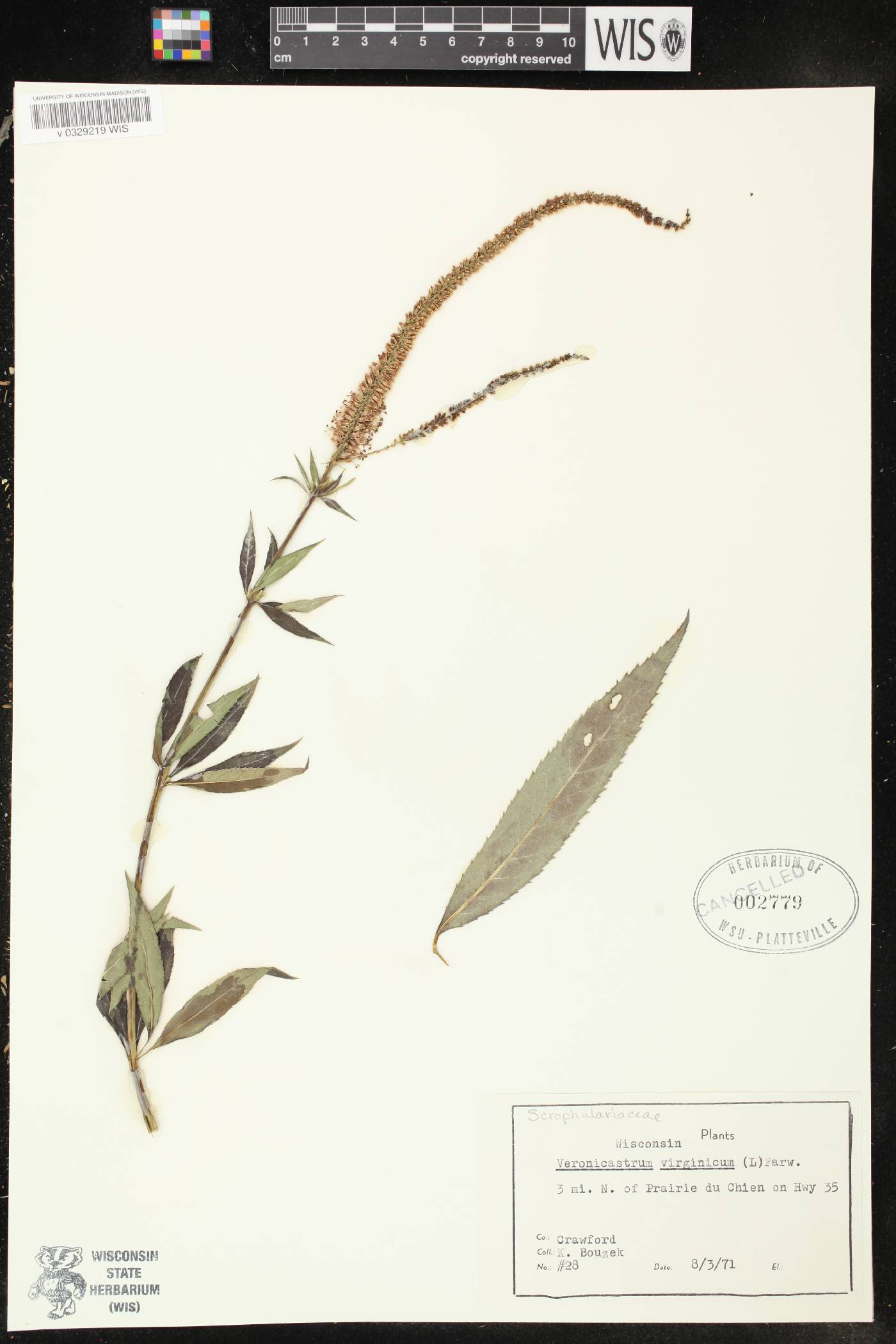 Veronicastrum virginicum image
