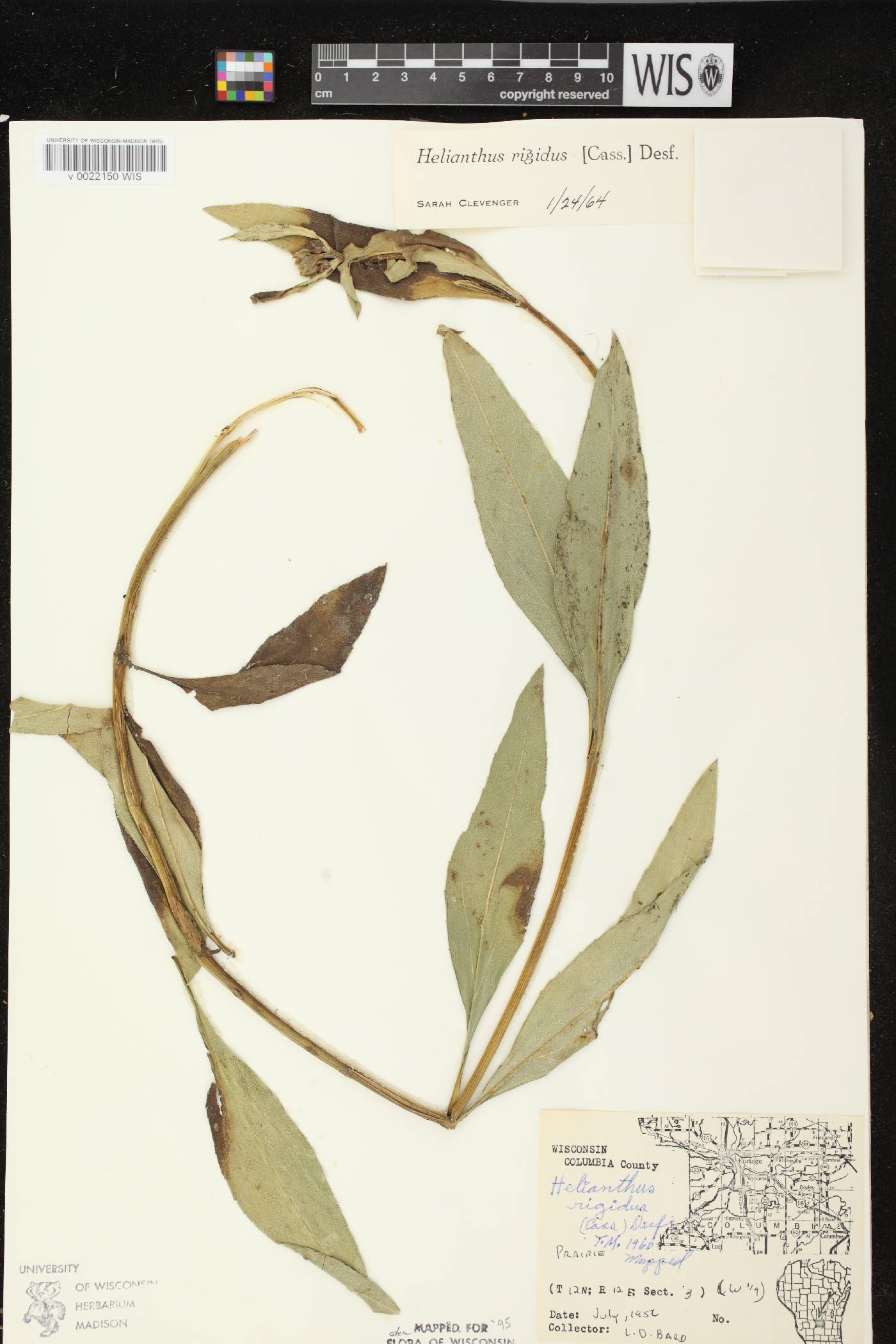 Helianthus pauciflorus subsp. pauciflorus image