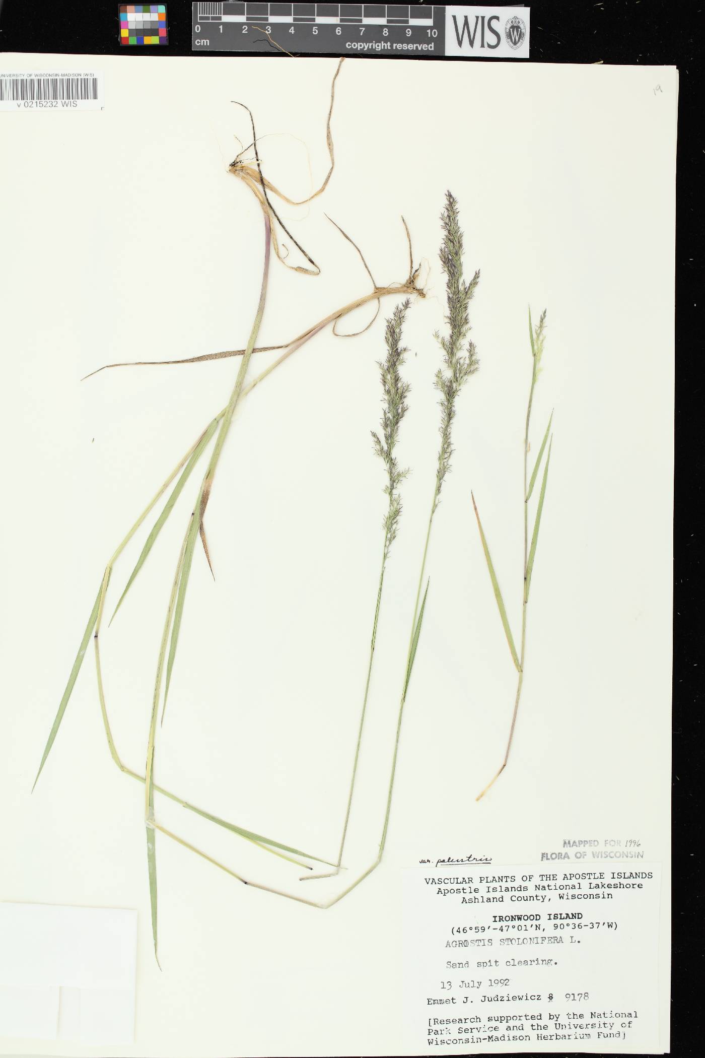 Agrostis stolonifera image