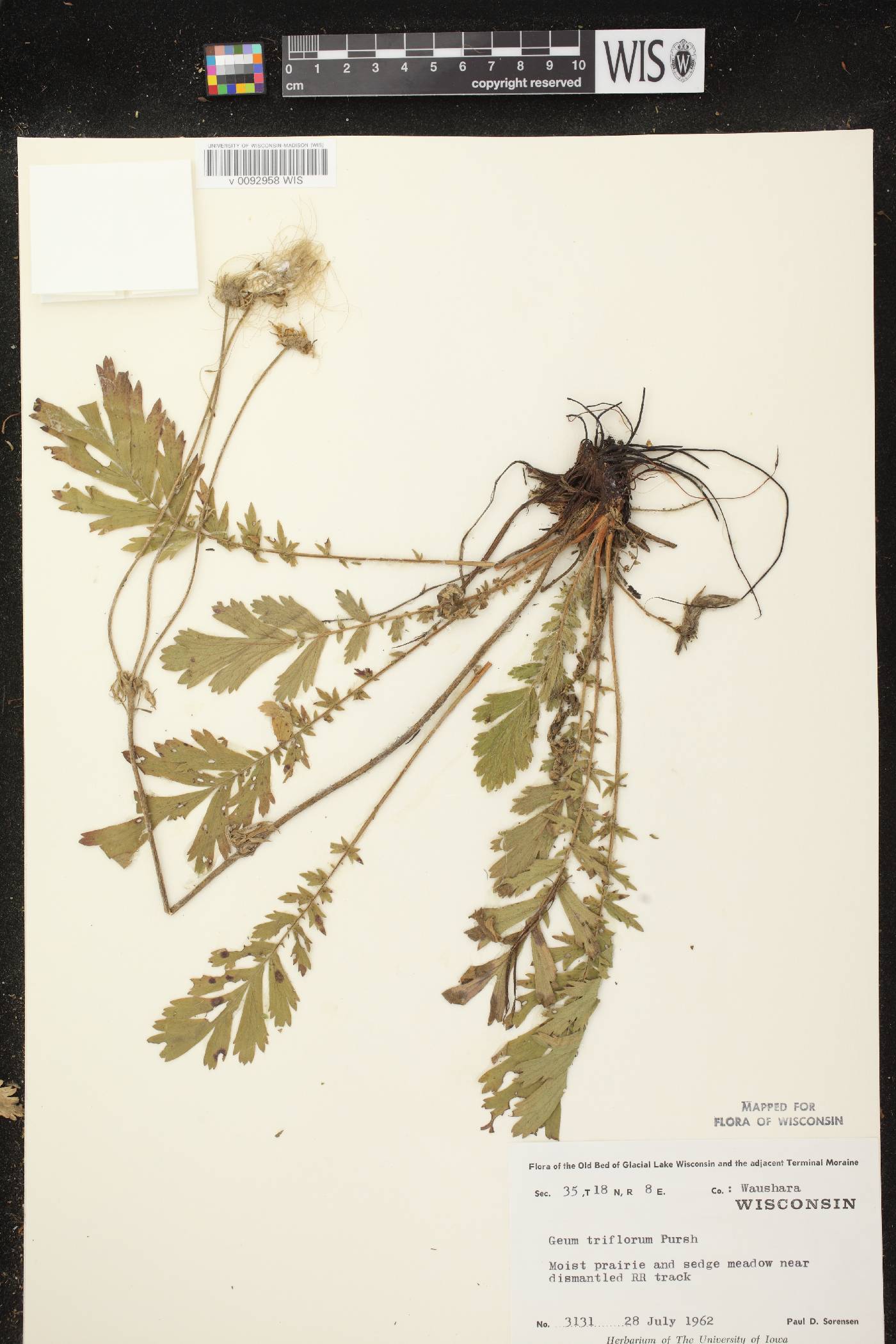 Geum triflorum var. triflorum image