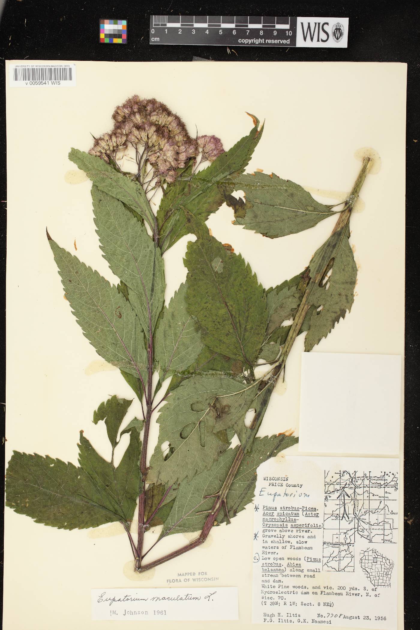 Eutrochium maculatum image