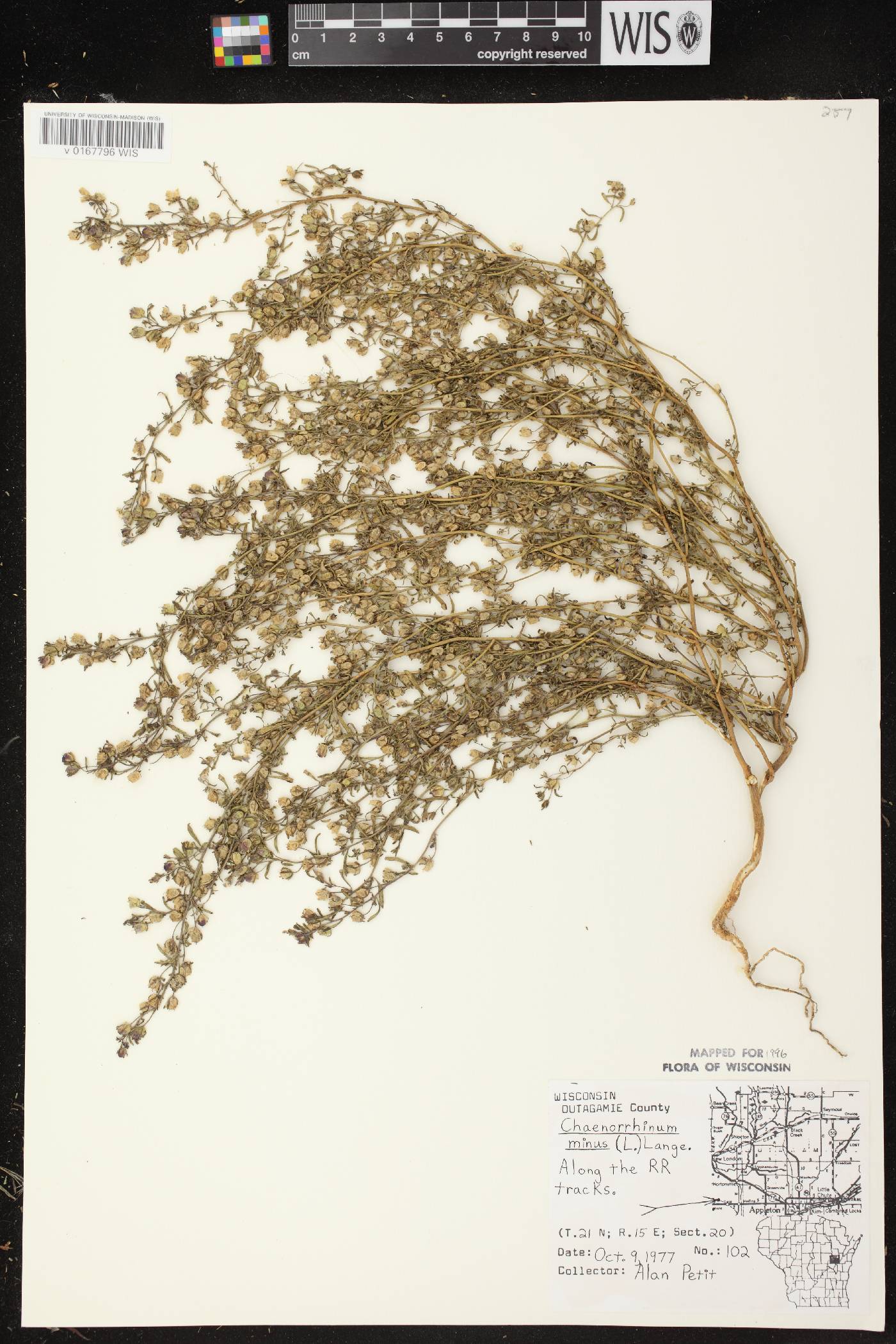 Chaenorhinum minus image
