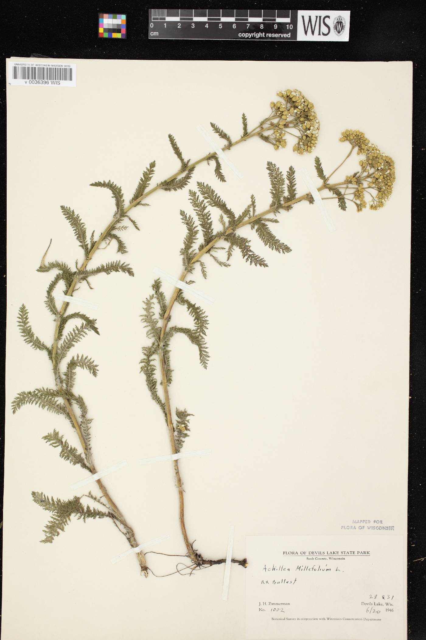 Achillea millefolium image