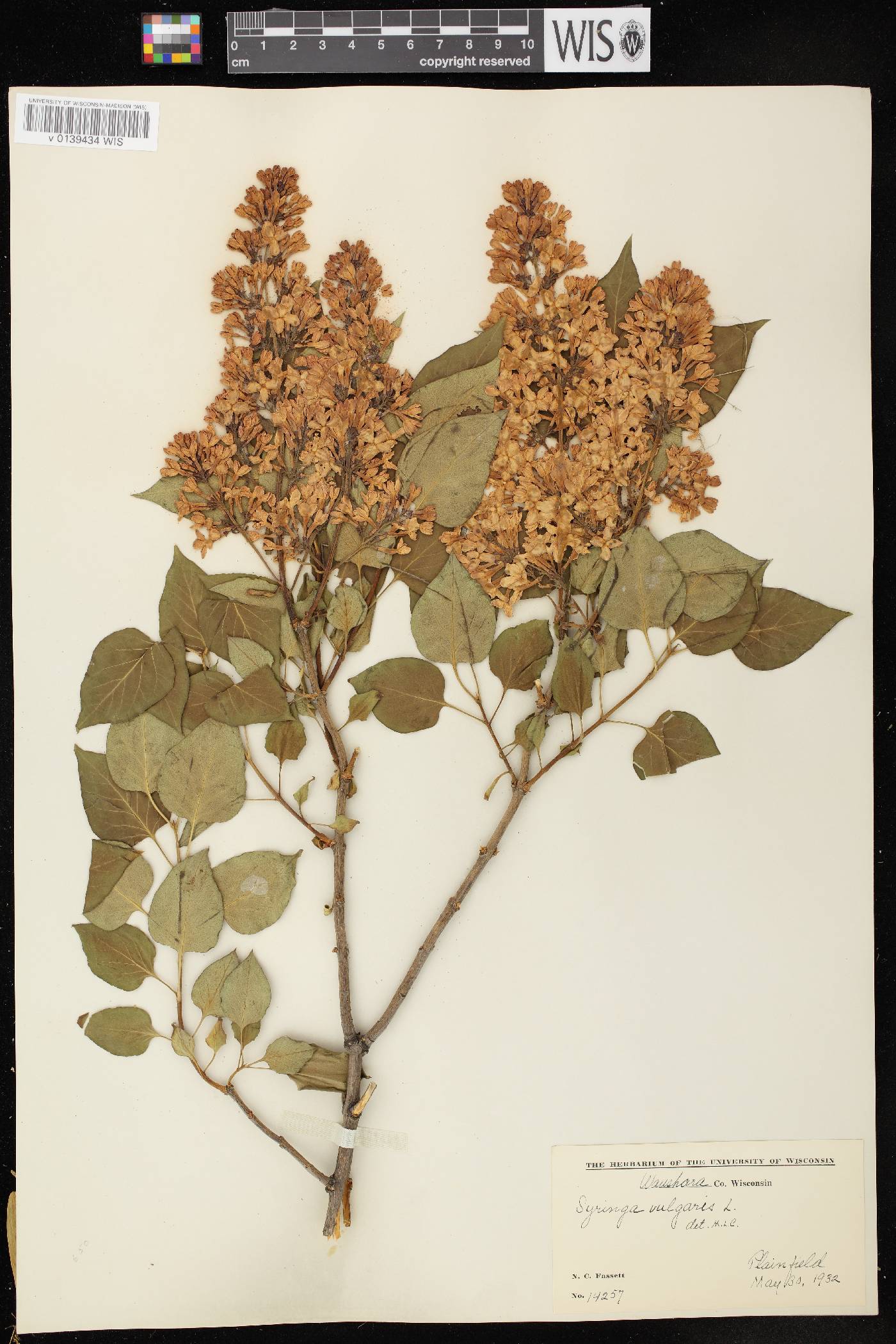 Syringa vulgaris image